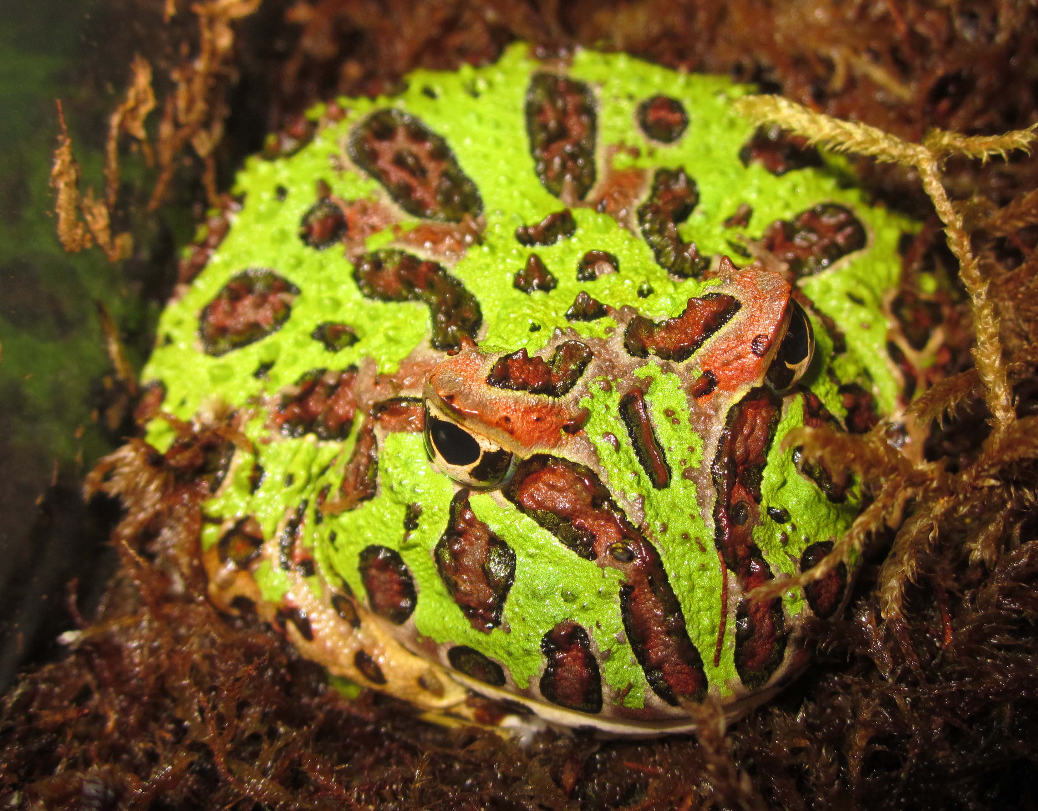 635037 télécharger l'image animaux, grenouille pac man - fonds d'écran et économiseurs d'écran gratuits