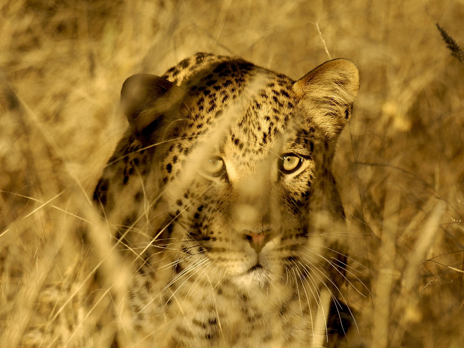 Download mobile wallpaper Cats, Leopard, Animal for free.
