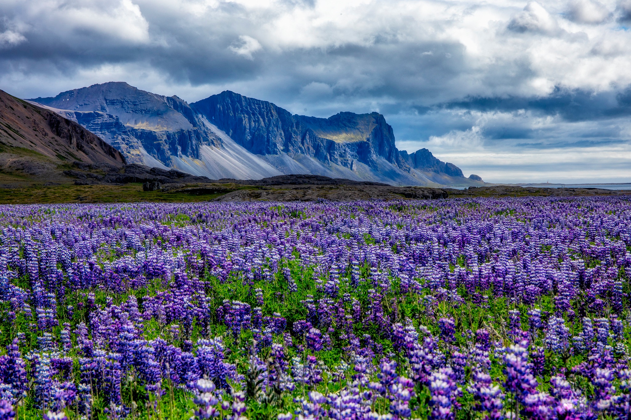 Download mobile wallpaper Nature, Summer, Mountain, Flower, Earth, Field, Meadow, Lupine for free.