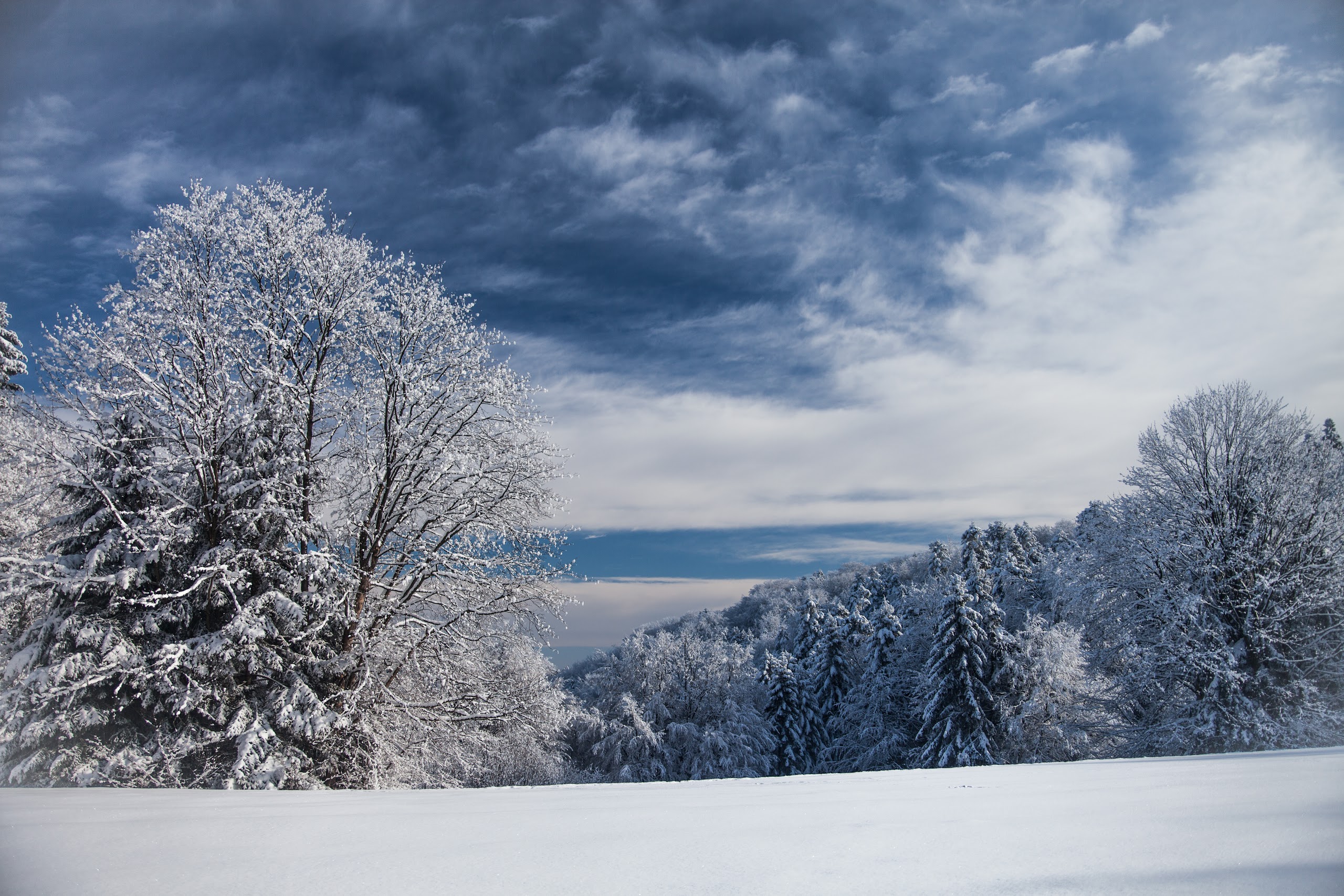 Завантажити шпалери безкоштовно Зима, Сніг, Дерево, Земля картинка на робочий стіл ПК
