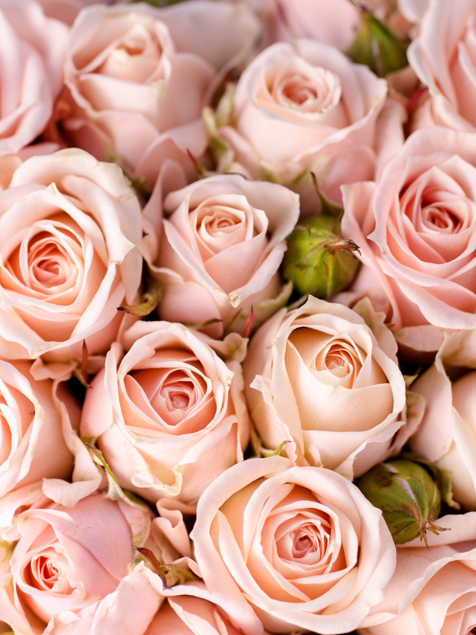 Download mobile wallpaper Flowers, Rose, Close Up, Earth, Pink Flower, Pink Rose for free.