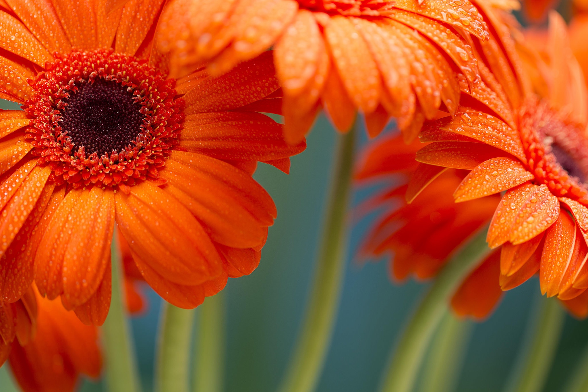 Laden Sie das Blumen, Gerbera, Blume, Nahansicht, Wassertropfen, Erde/natur, Orangene Blume-Bild kostenlos auf Ihren PC-Desktop herunter