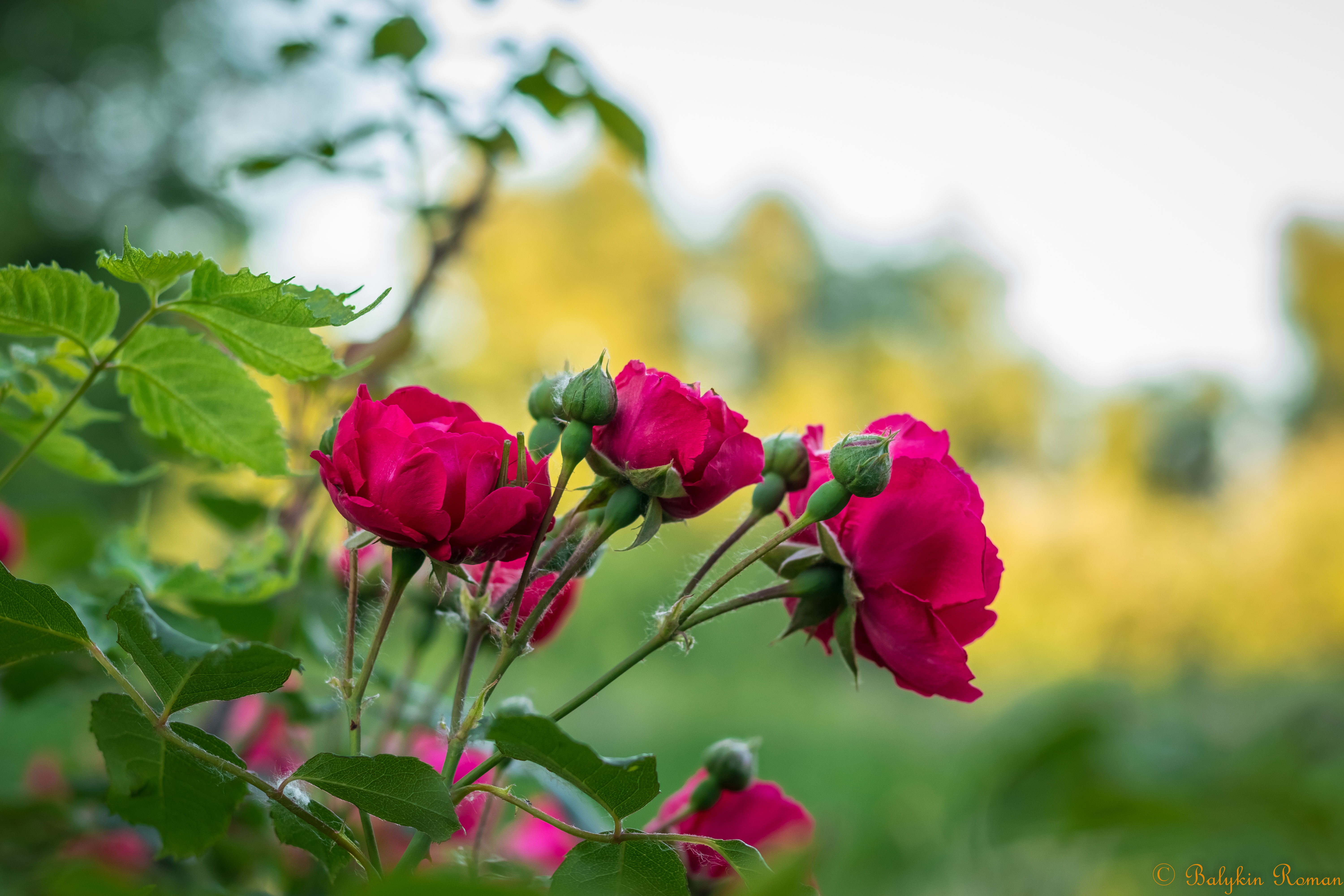 Téléchargez gratuitement l'image Fleurs, Fleur, Terre/nature sur le bureau de votre PC