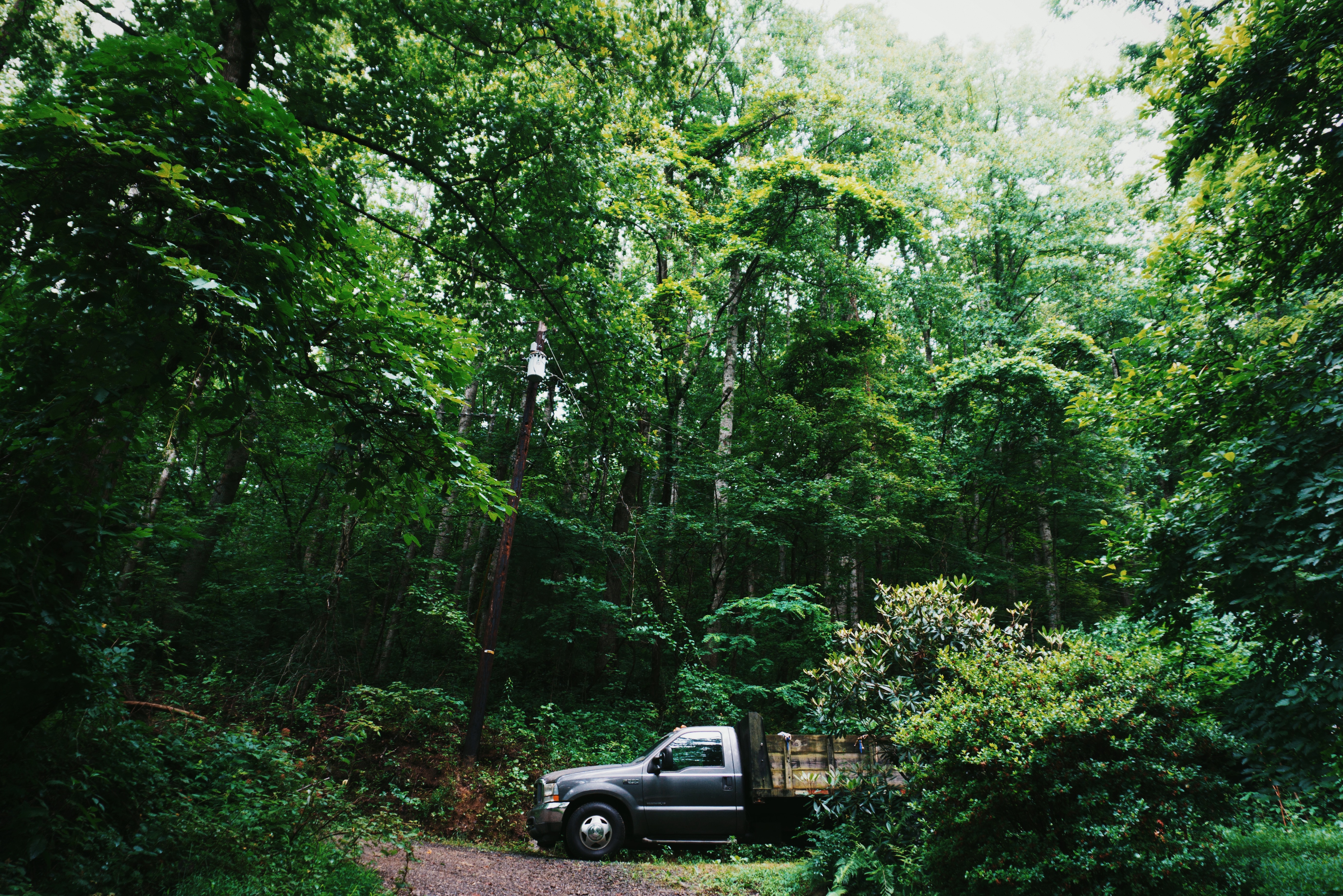 Скачать обои бесплатно Тачки (Cars), Деревья, Лес, Внедорожник картинка на рабочий стол ПК