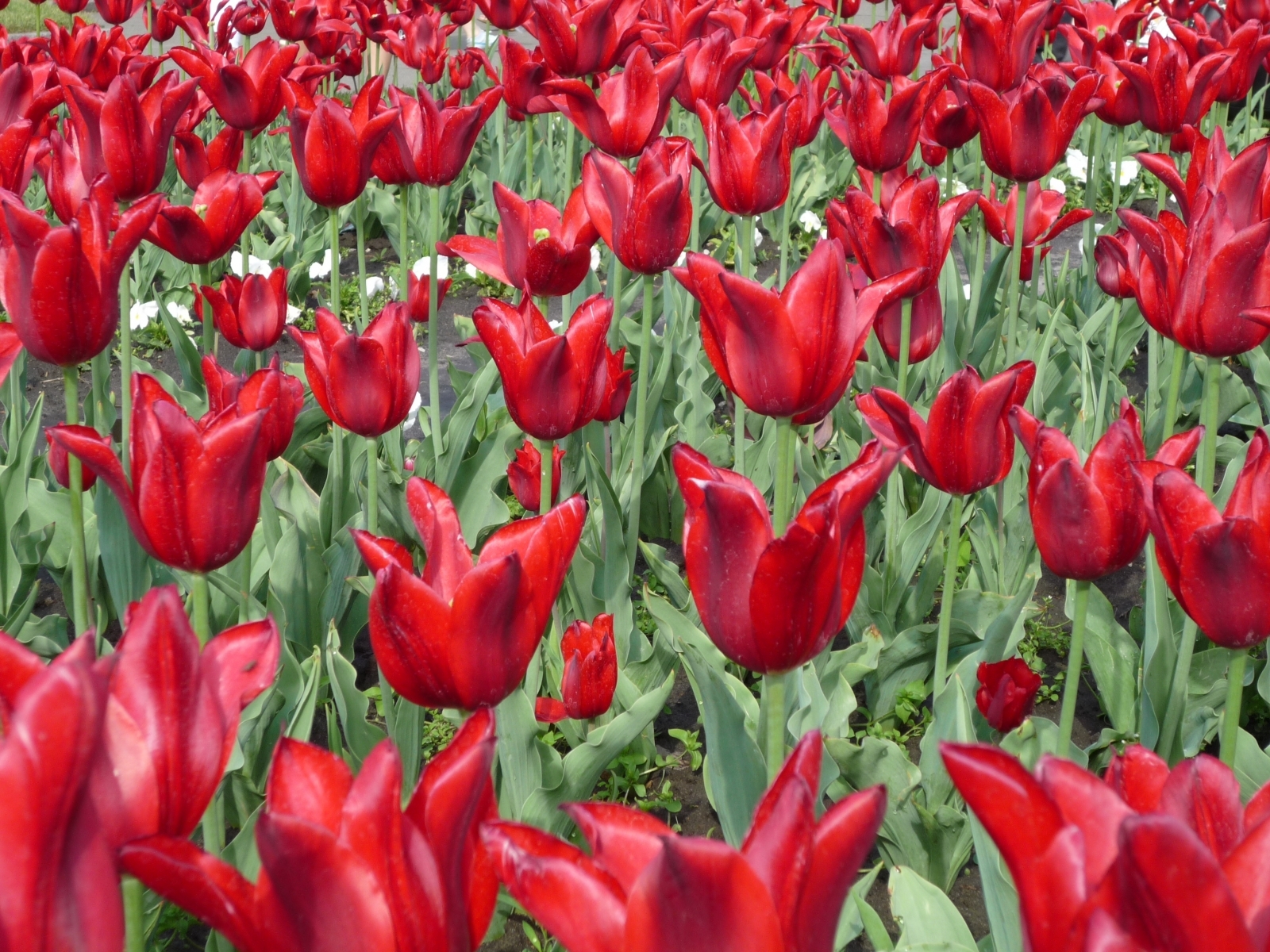 Descarga gratis la imagen Plantas, Flores, Fondo, Tulipanes en el escritorio de tu PC