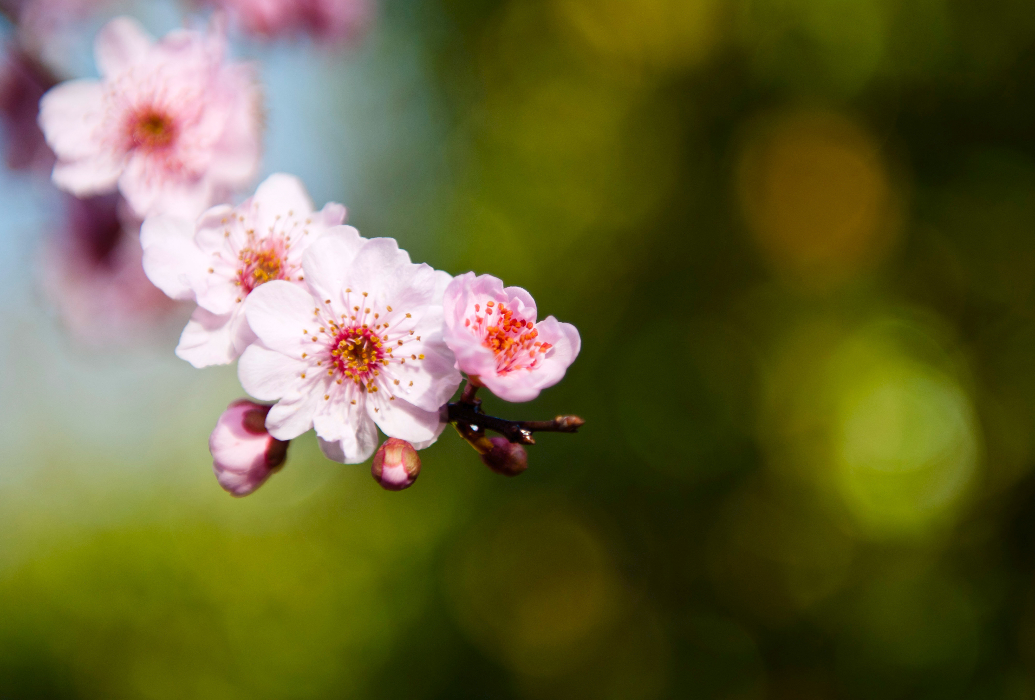 Descarga gratuita de fondo de pantalla para móvil de Florecer, Flores, Tierra/naturaleza.