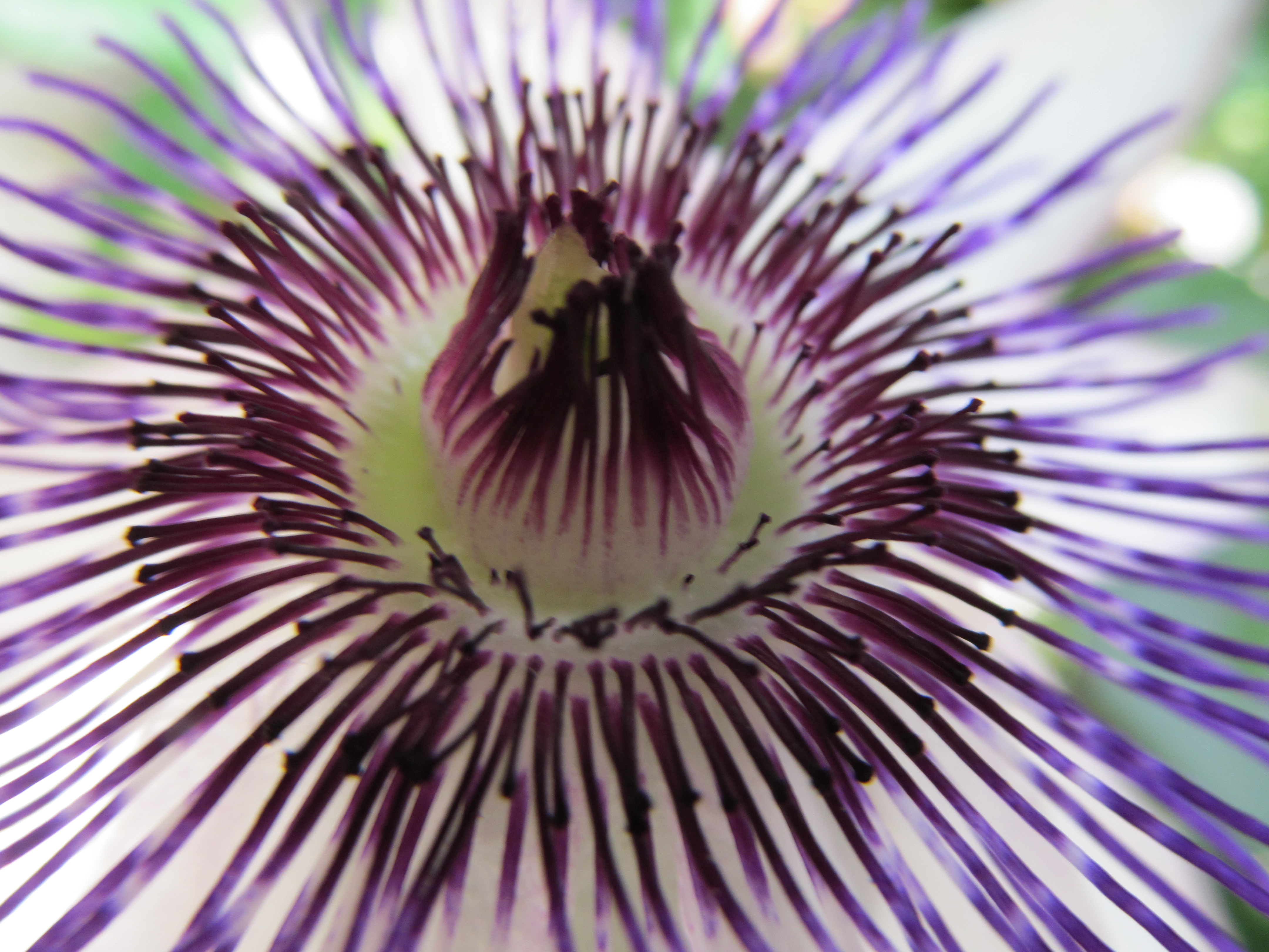 Descarga gratuita de fondo de pantalla para móvil de Naturaleza, Flores, Flor, Tierra/naturaleza.