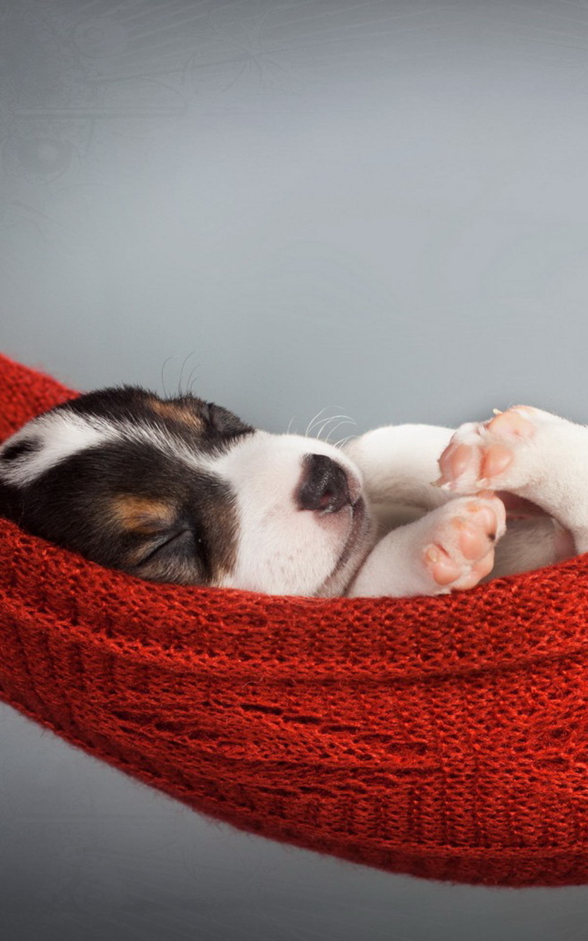 Téléchargez des papiers peints mobile Animaux, Chiens, Chien, Chiot gratuitement.