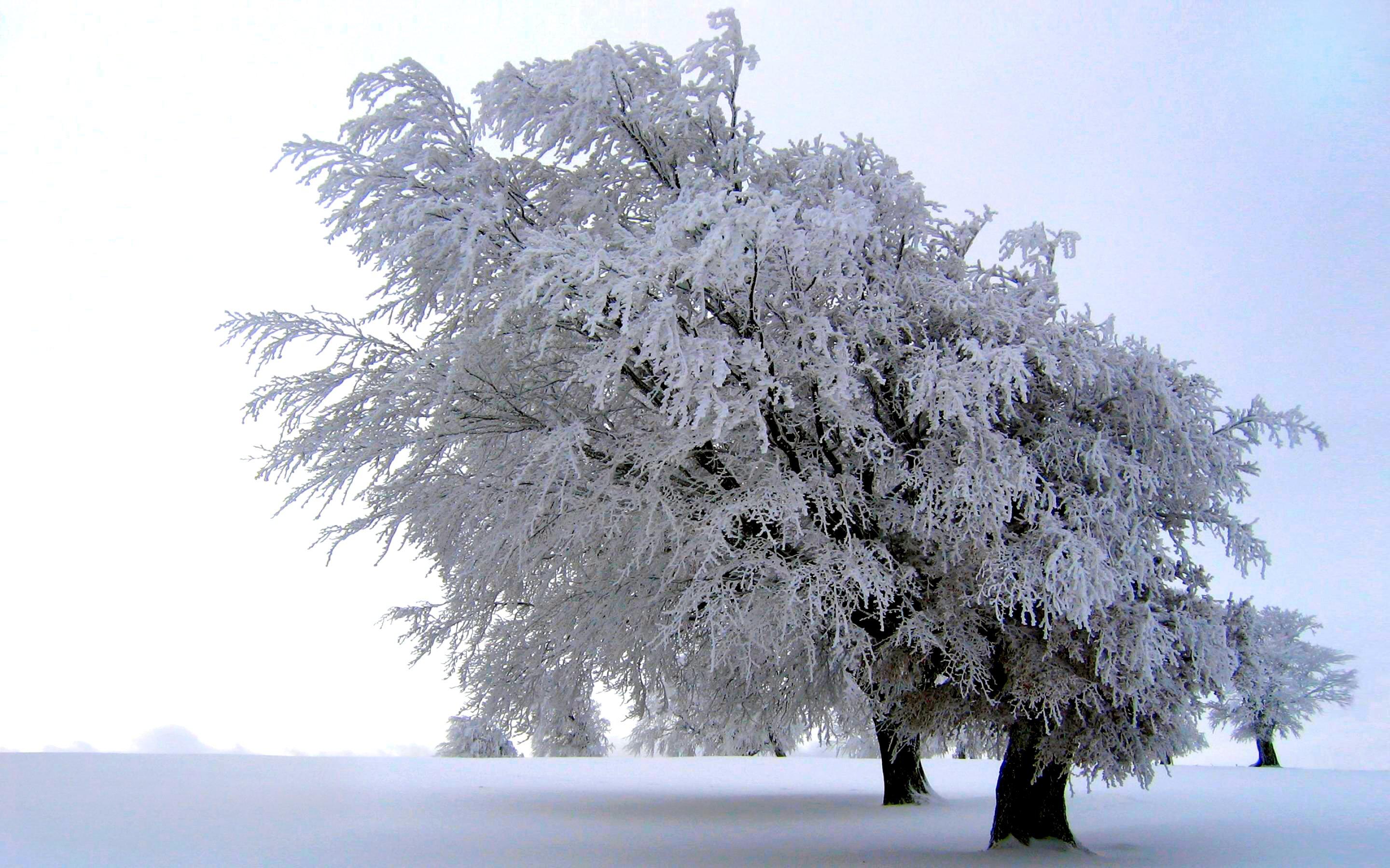 277133壁紙のダウンロード地球, 木, 霜, 牧草地, 風光明媚な, 雪, 白, 冬-スクリーンセーバーと写真を無料で