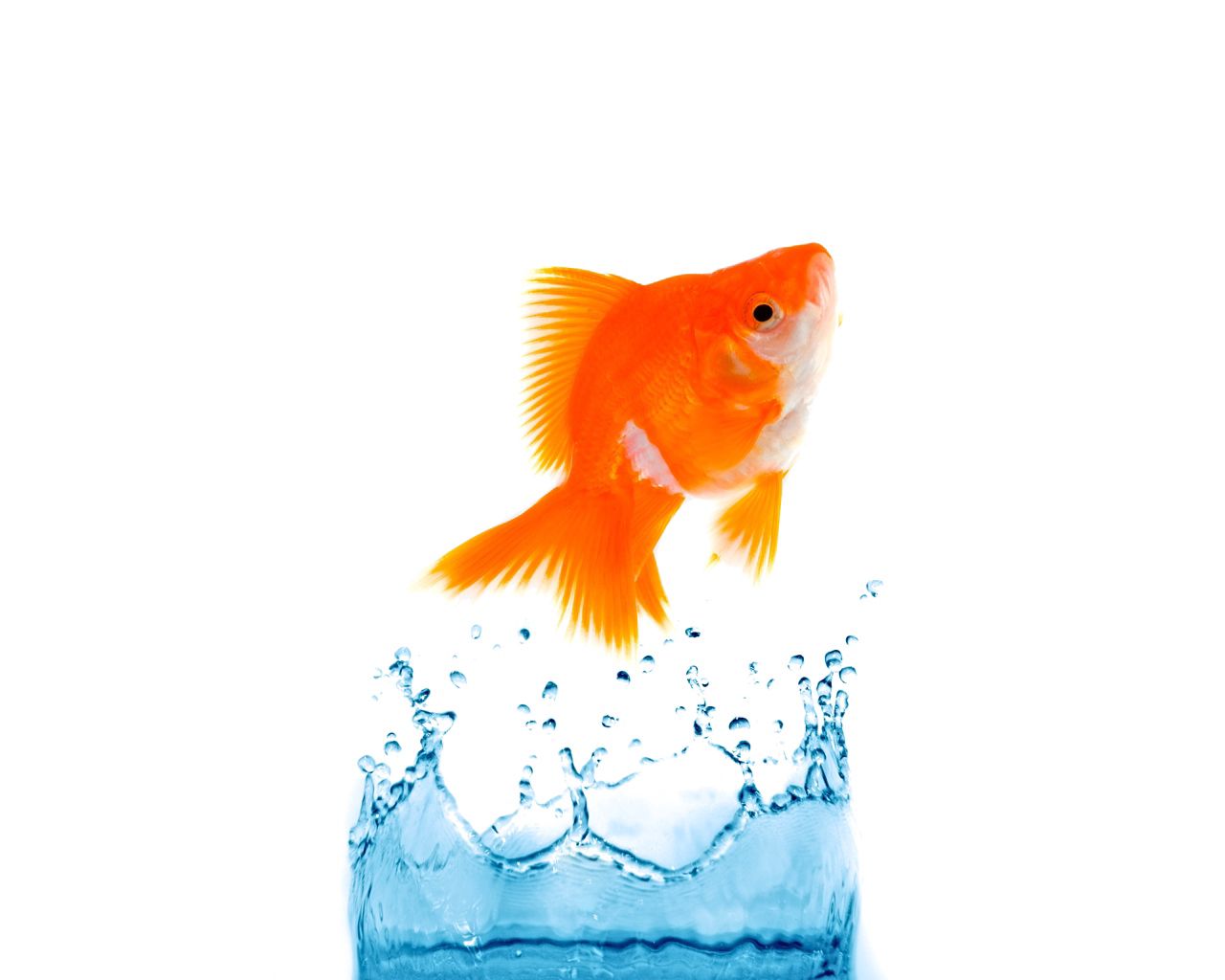 splash, animals, bounce, jump, fish download HD wallpaper