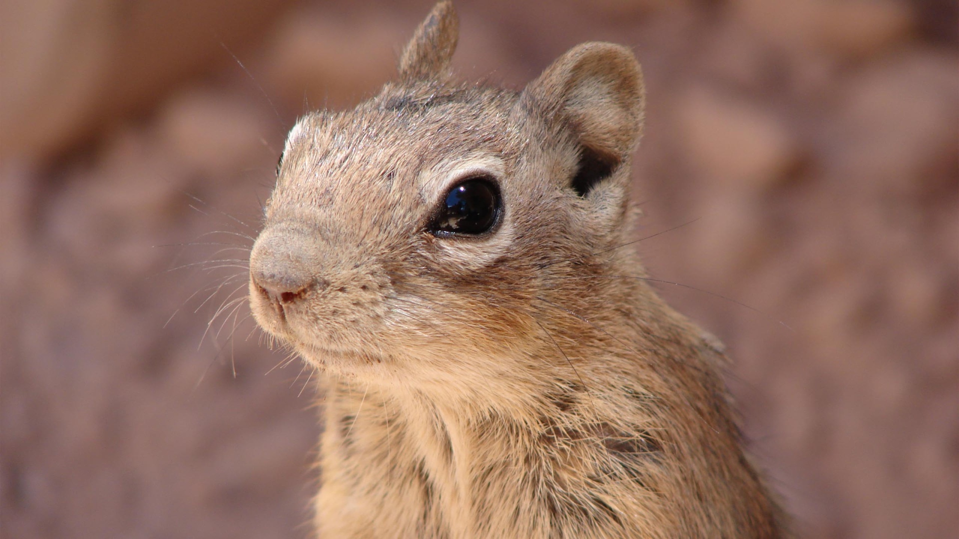 PCデスクトップに動物, リス画像を無料でダウンロード