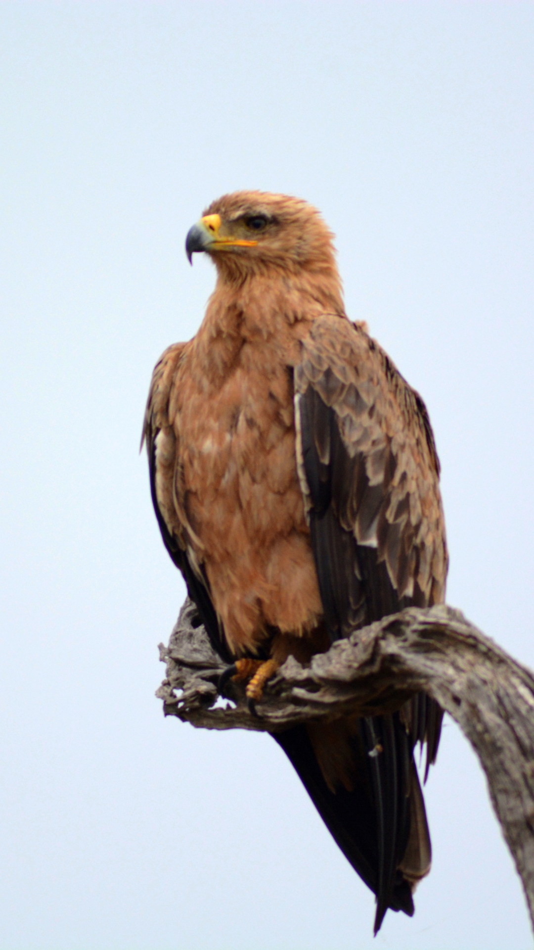 Download mobile wallpaper Birds, Animal, Eagle, Bird Of Prey, Tawny Eagle for free.