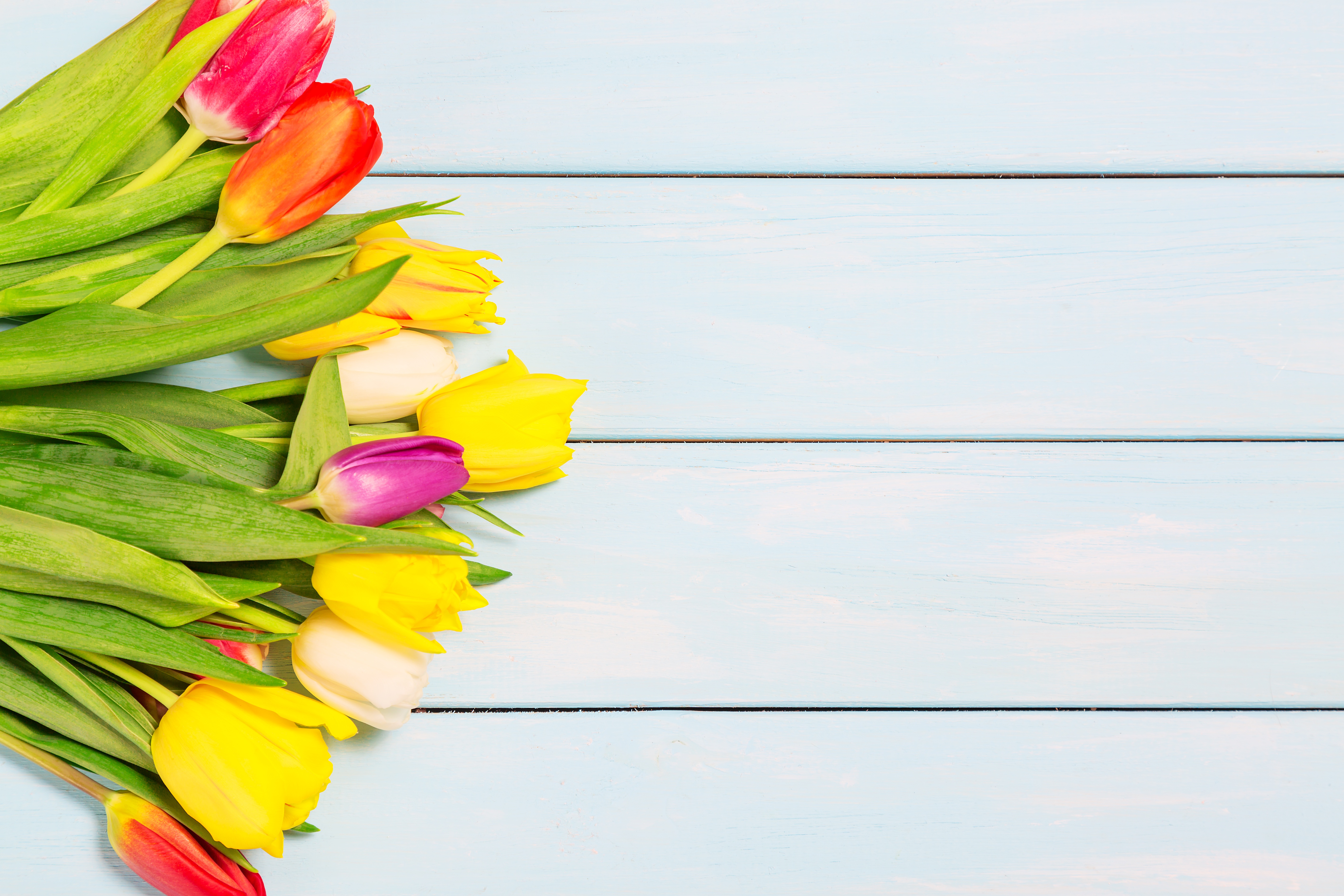 Free download wallpaper Flowers, Earth, Tulip on your PC desktop