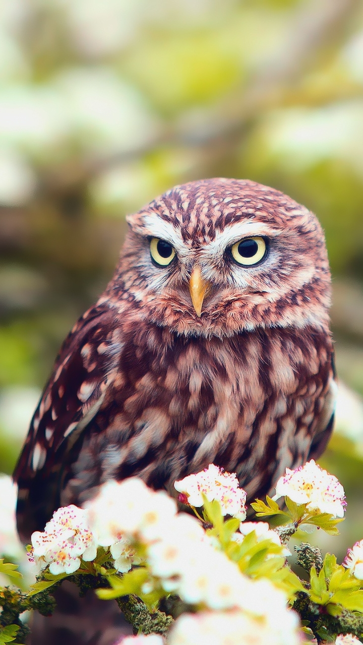 Téléchargez des papiers peints mobile Animaux, Fleur, Oiseau, Hibou, Floraison, Des Oiseaux, Fleur Blanche, Profondeur De Champ gratuitement.