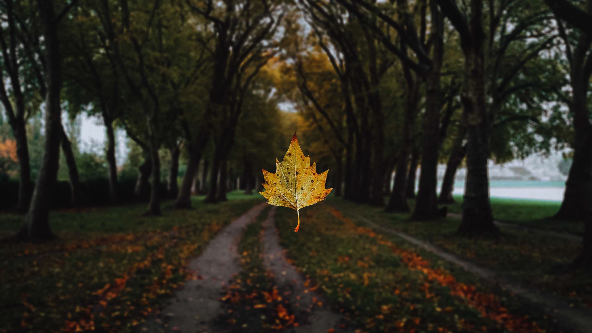 Download mobile wallpaper Nature, Park, Tree, Blur, Leaf, Fall, Path, Man Made for free.