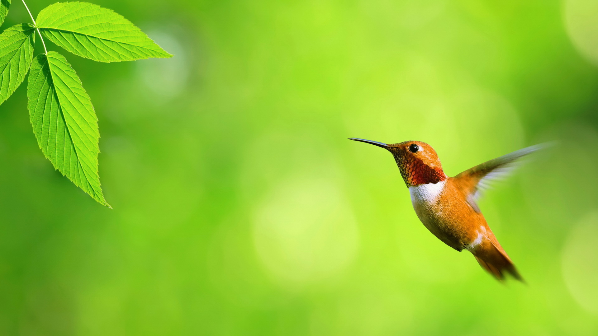 Free download wallpaper Hummingbird, Birds, Animal on your PC desktop