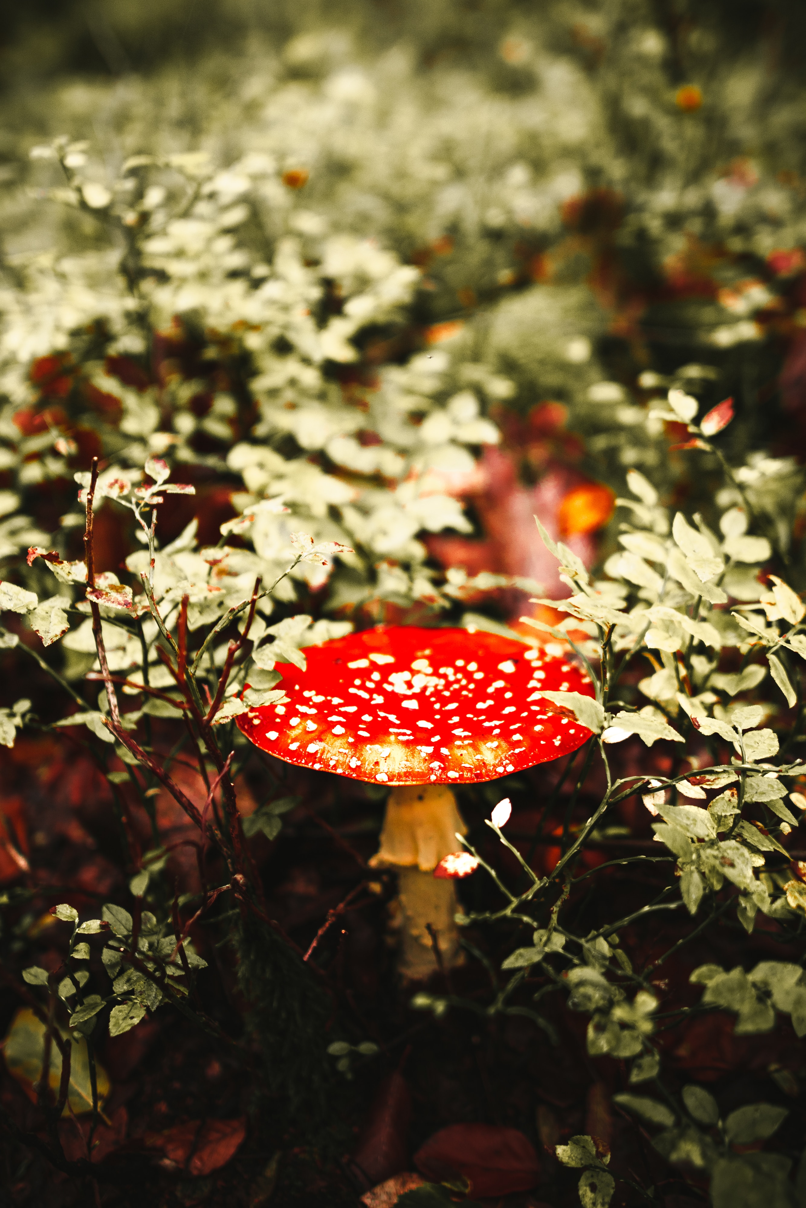 mushroom, red, macro, spotted, spotty, fly agaric Full HD