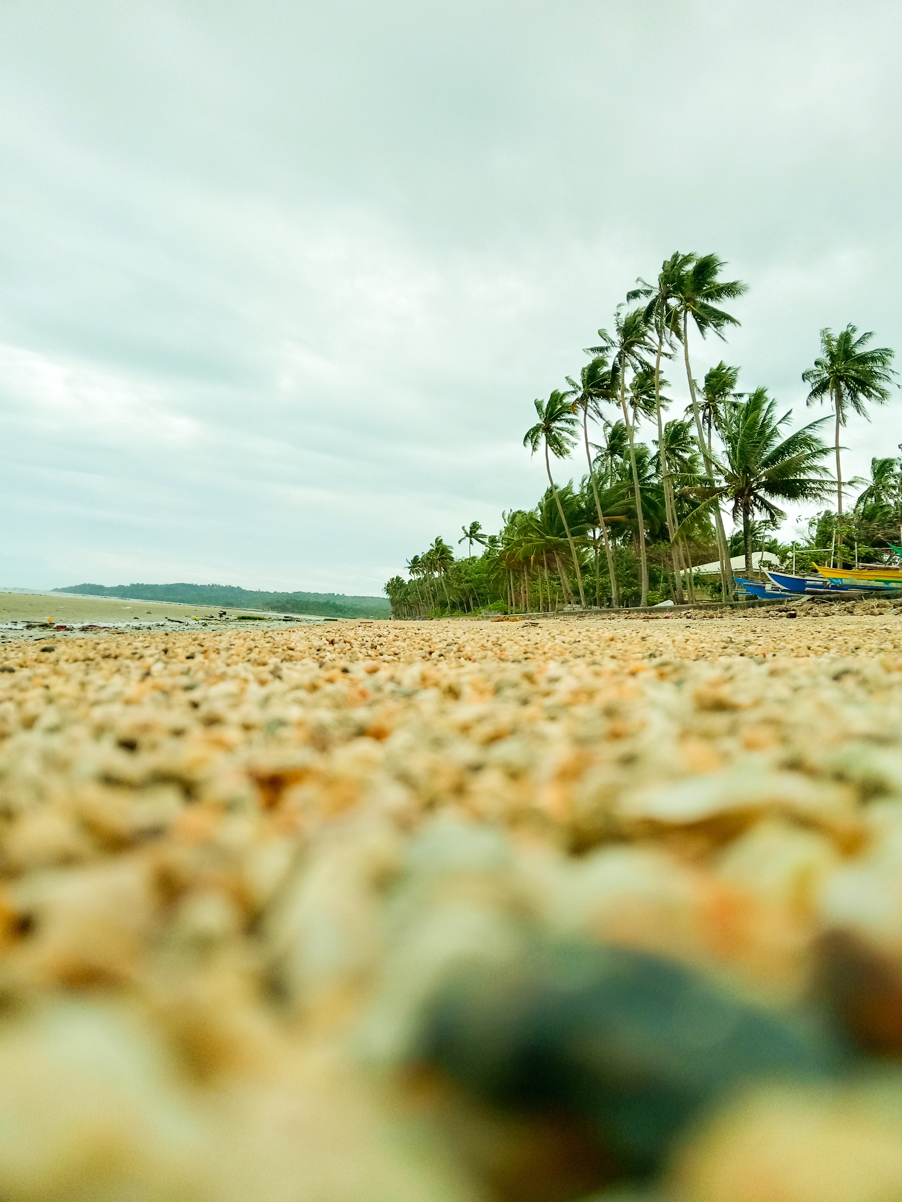 nature, beach, pebble, palms, coast