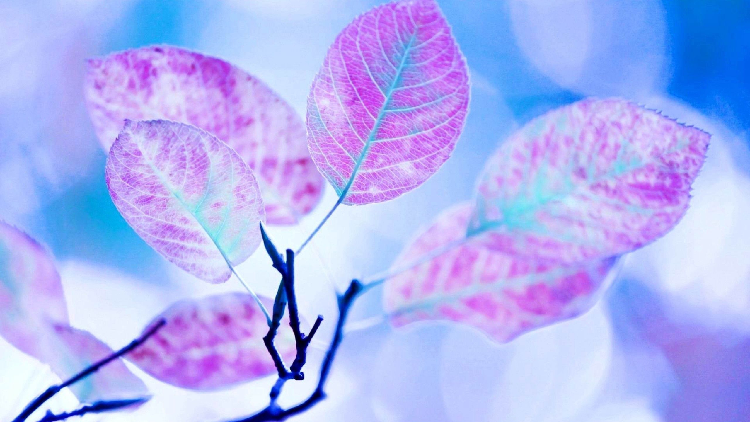 Download mobile wallpaper Lilac, Macro, Branch, Leaves for free.