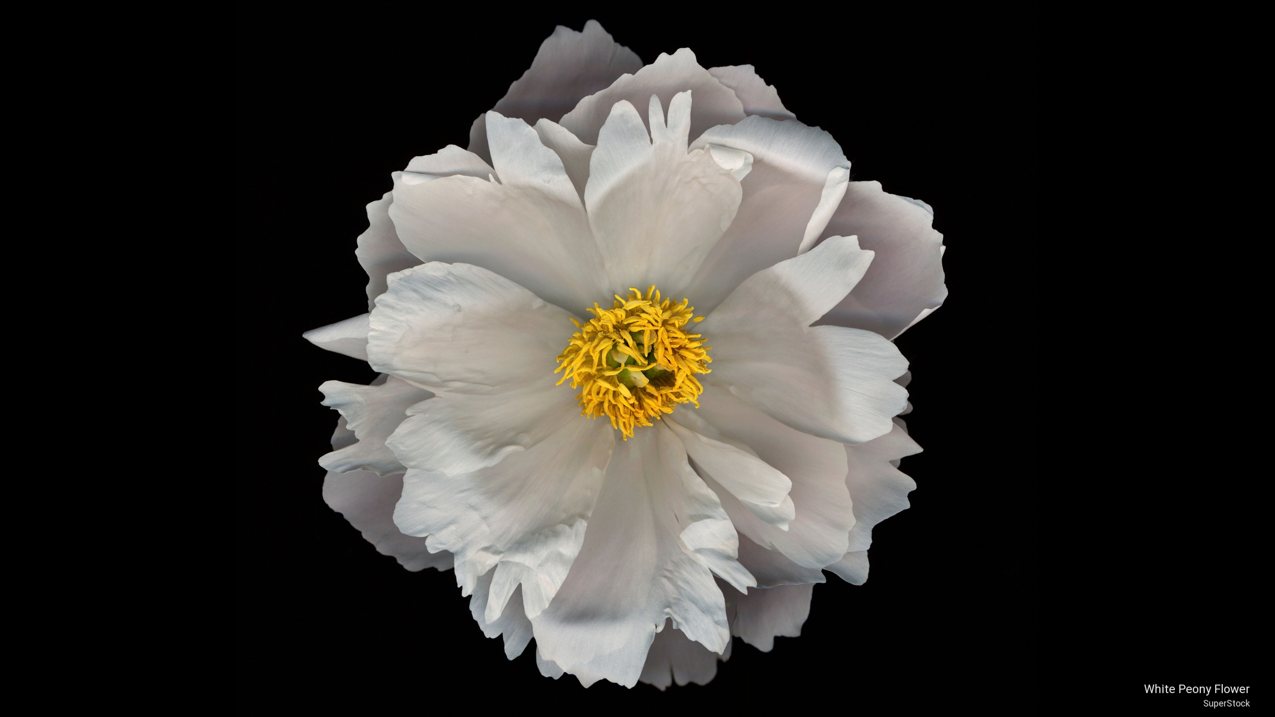 Laden Sie das Blumen, Blume, Nahansicht, Pfingstrose, Weiße Blume, Erde/natur-Bild kostenlos auf Ihren PC-Desktop herunter