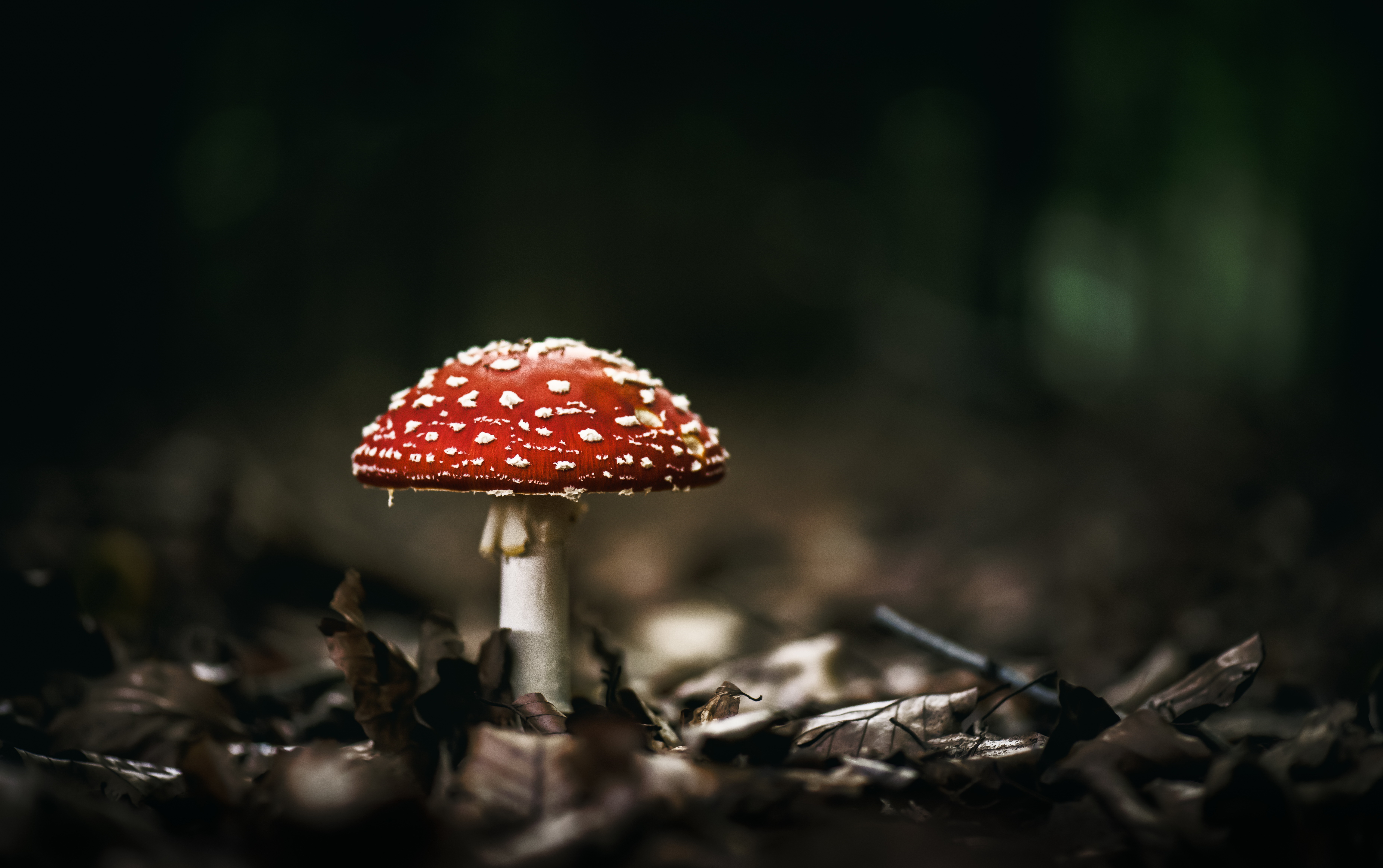 Free download wallpaper Nature, Close Up, Fall, Earth, Mushroom on your PC desktop
