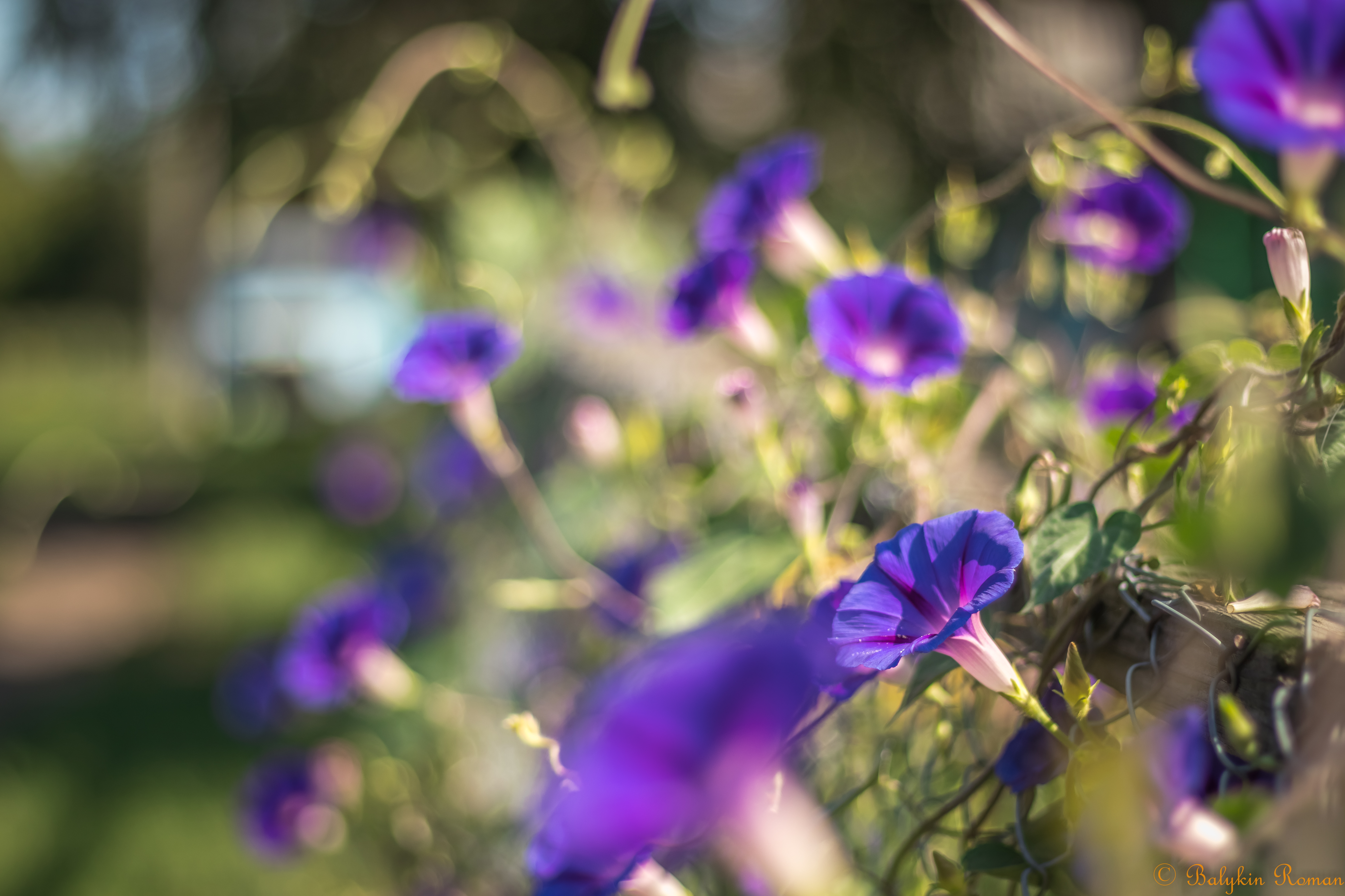 Descarga gratuita de fondo de pantalla para móvil de Flores, Flor, Tierra/naturaleza.