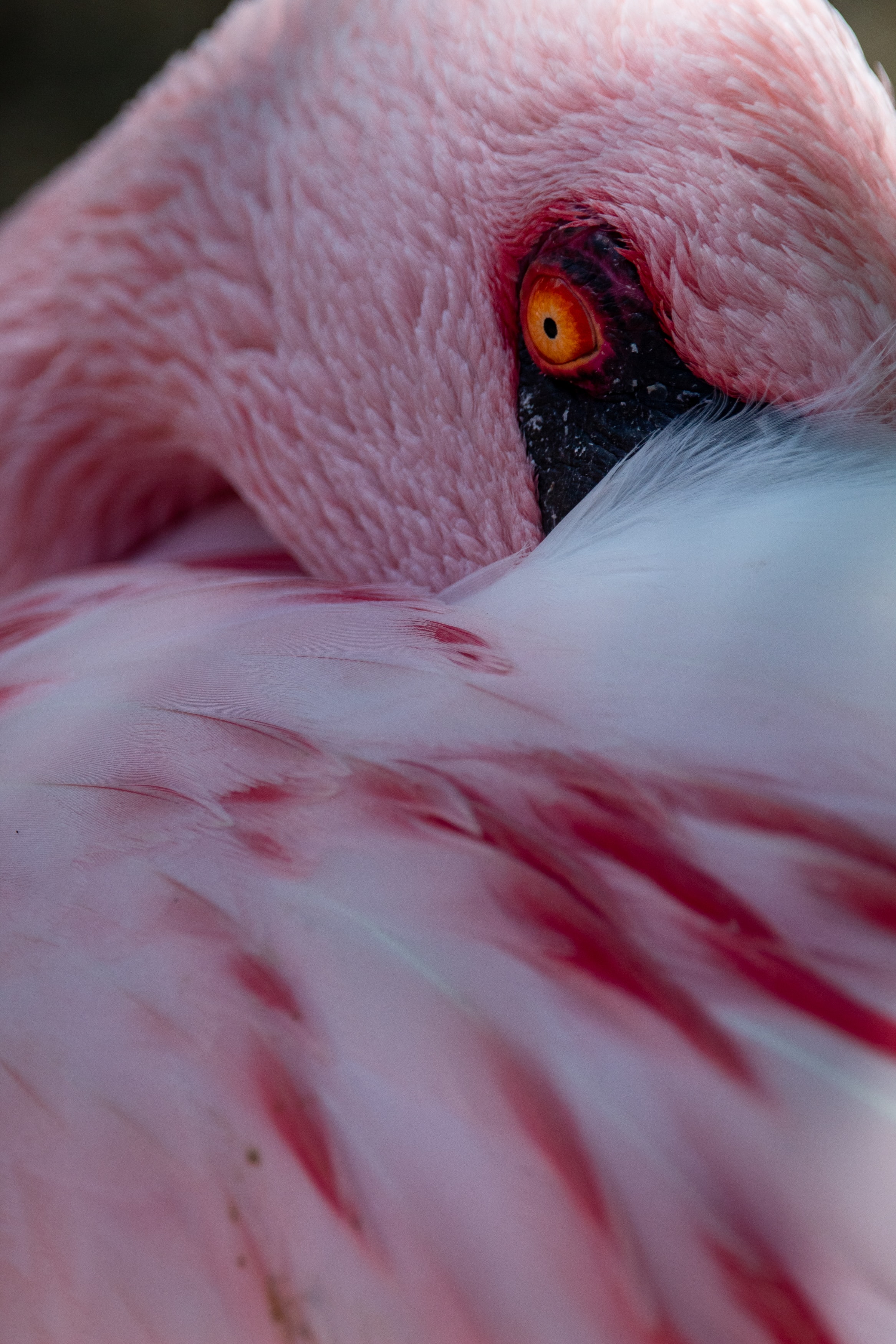 Téléchargez des papiers peints mobile Flamingo, Oeil, Œil, Plumes, Animaux, Oiseau, Rose gratuitement.