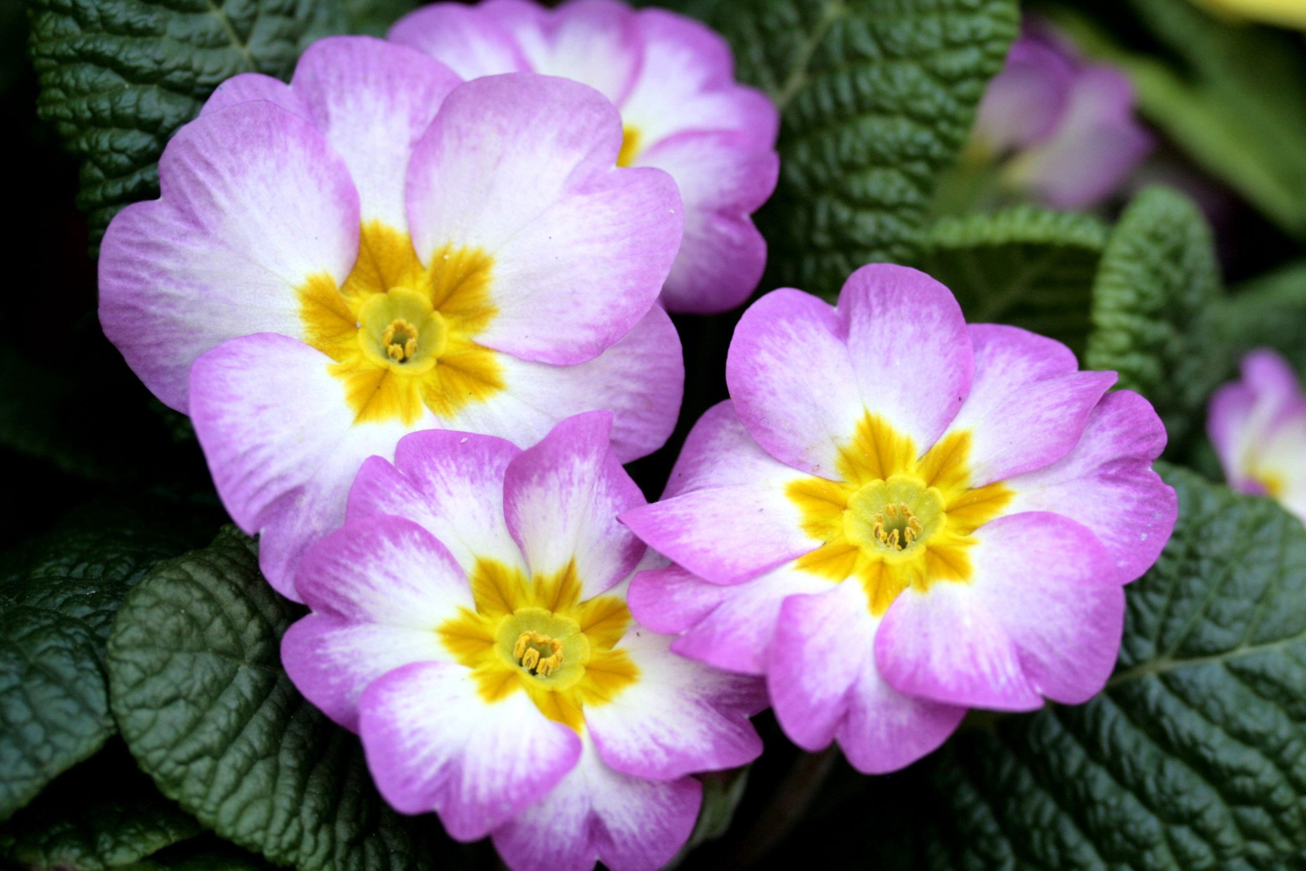 284858 Salvapantallas y fondos de pantalla Flores en tu teléfono. Descarga imágenes de  gratis