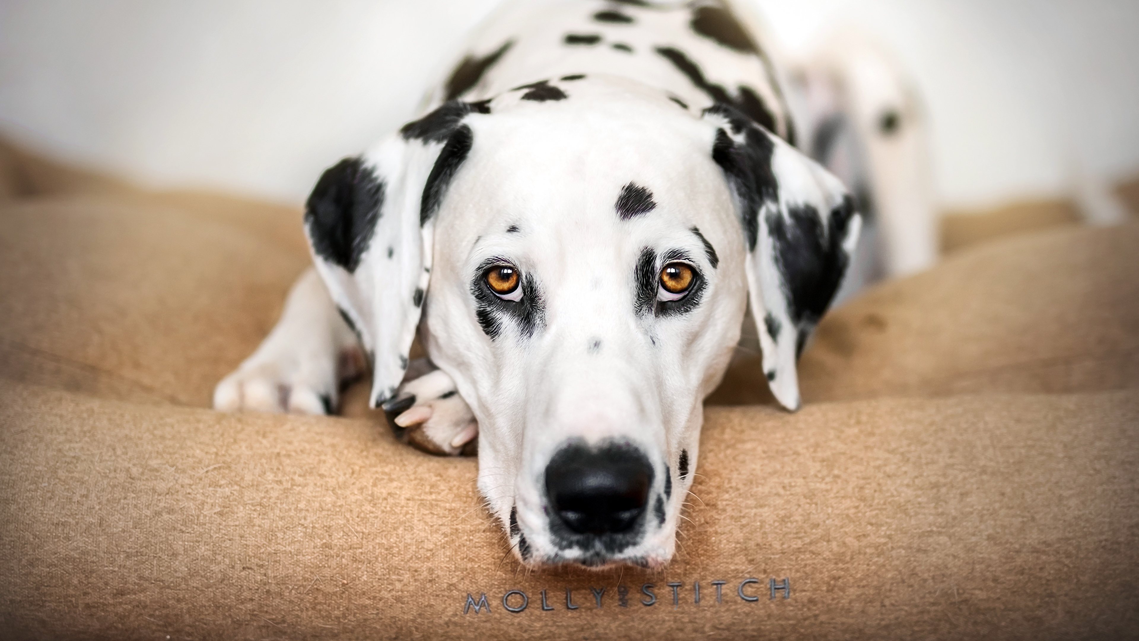 Free download wallpaper Dog, Animal, Dalmatian, Face on your PC desktop