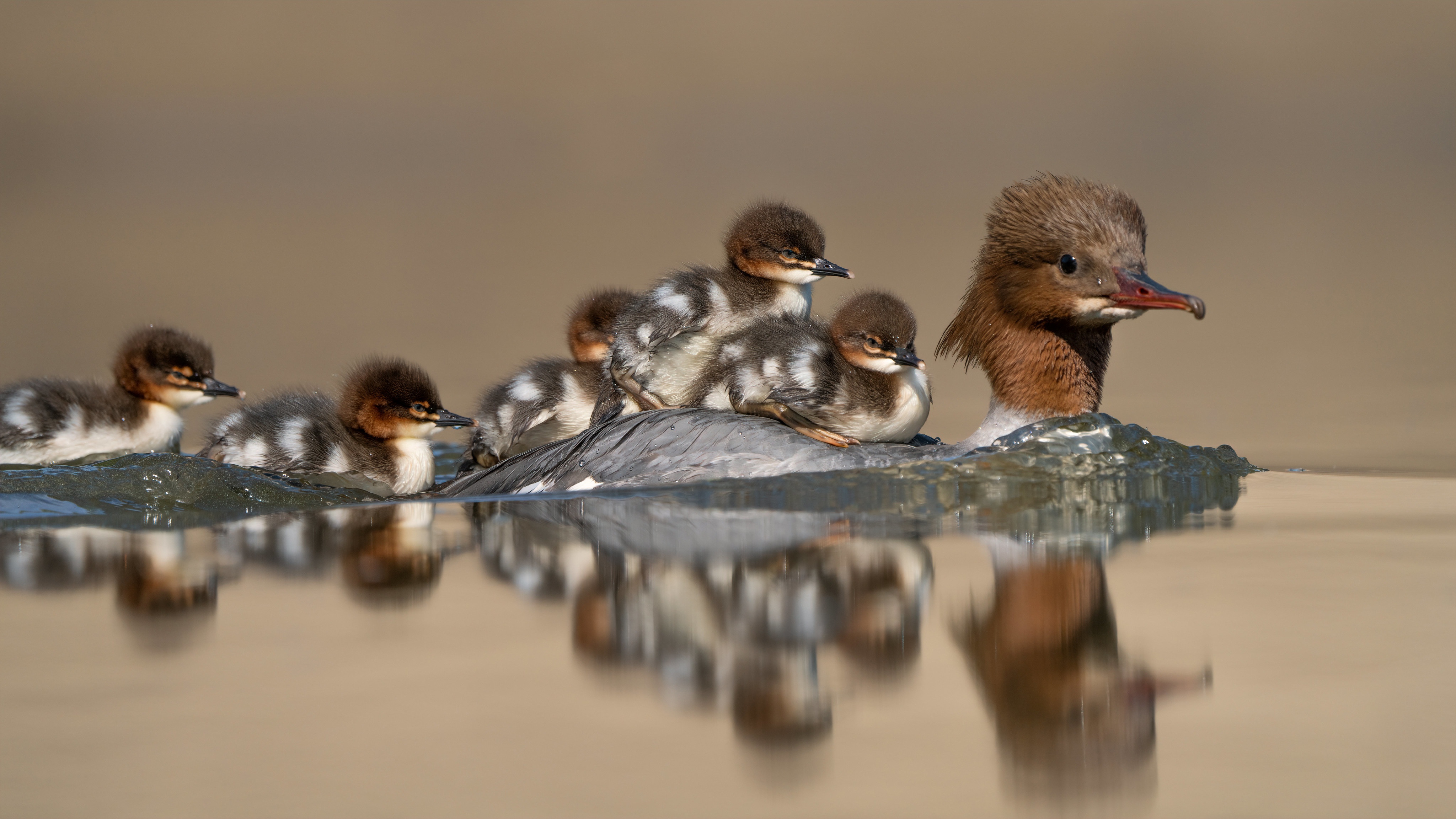 Download mobile wallpaper Birds, Water, Reflection, Bird, Animal, Duck, Duckling, Baby Animal for free.