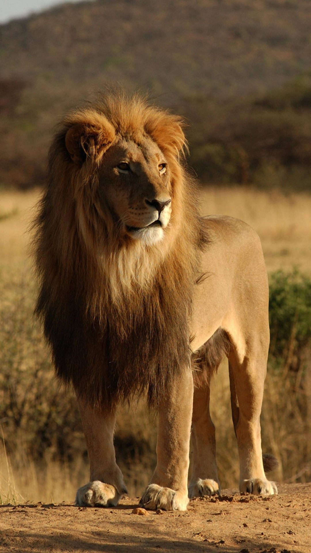 Téléchargez des papiers peints mobile Animaux, Chats, Lion gratuitement.