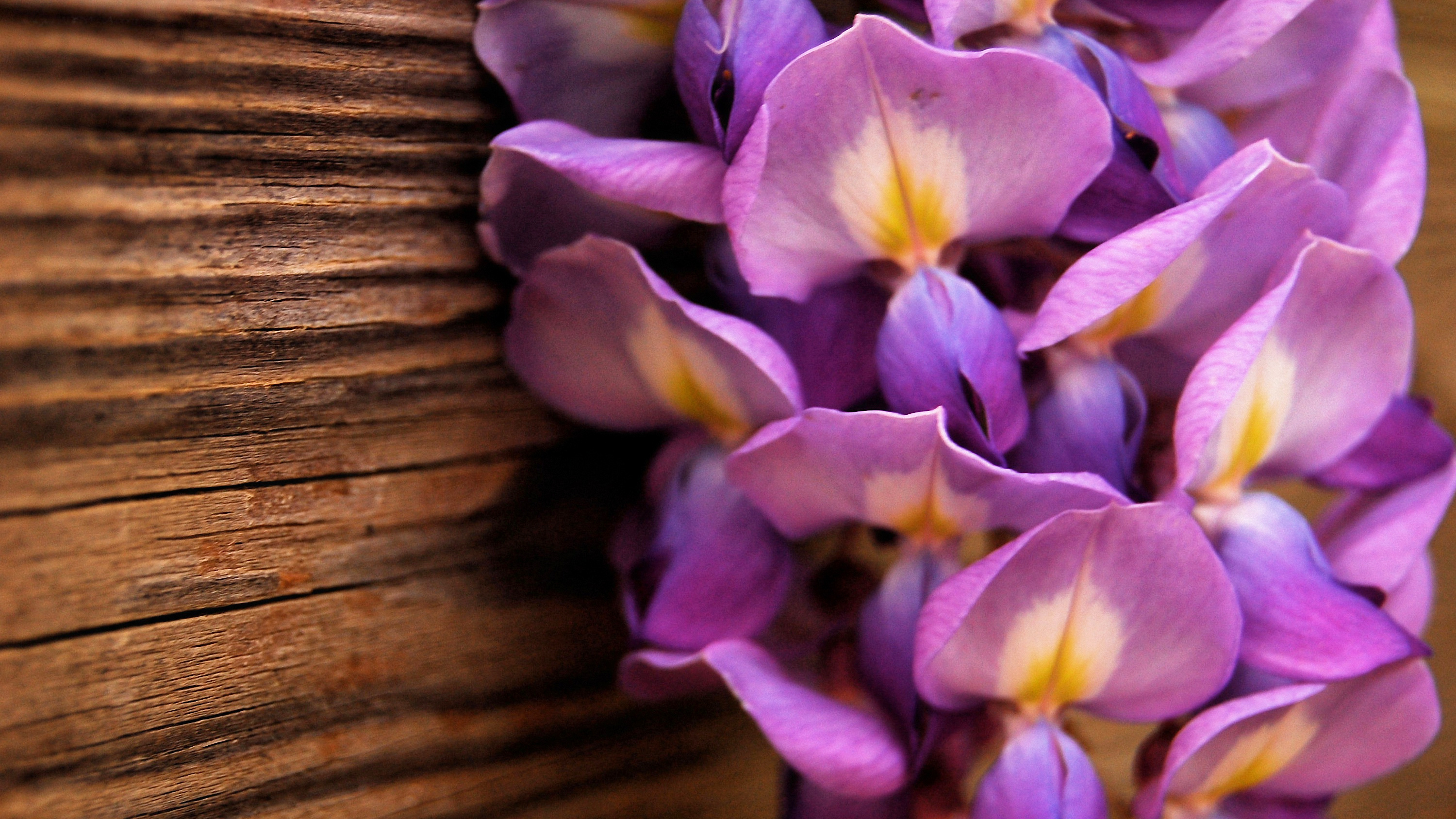 Handy-Wallpaper Nahansicht, Blumen, Blume, Erde/natur kostenlos herunterladen.