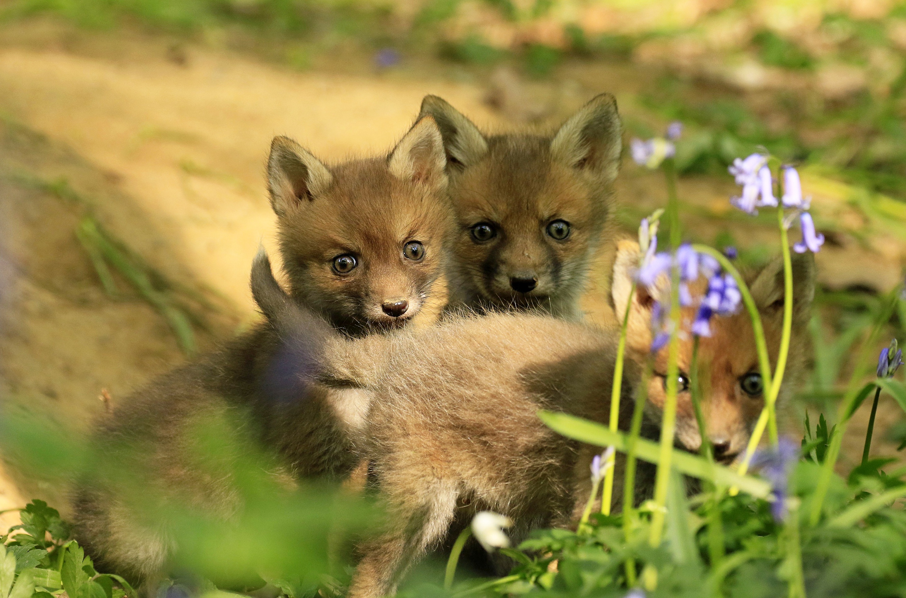 無料モバイル壁紙動物, 狐, 赤ちゃん動物, カブをダウンロードします。