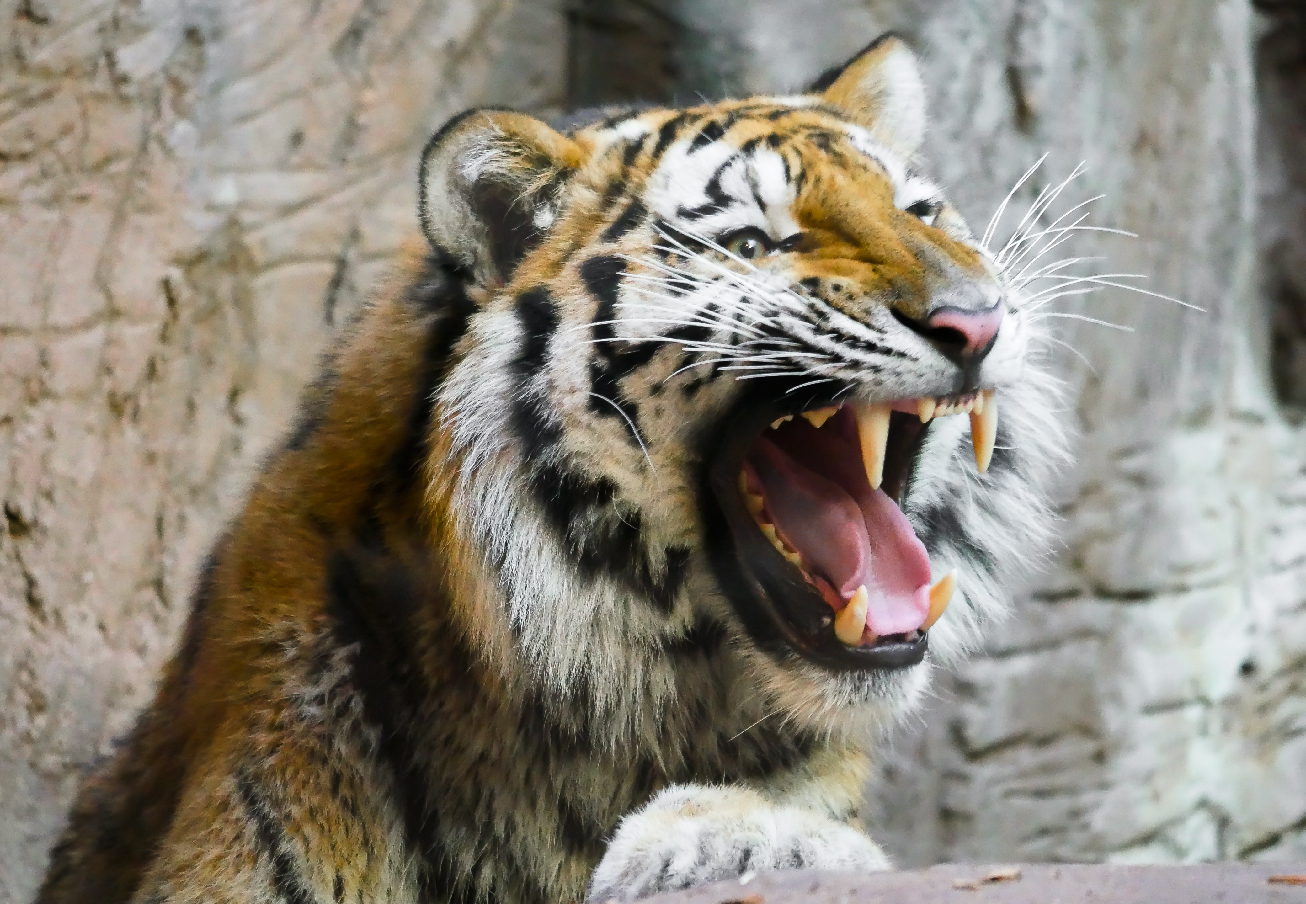 Free download wallpaper Grin, Muzzle, Predator, Tiger, Animals on your PC desktop