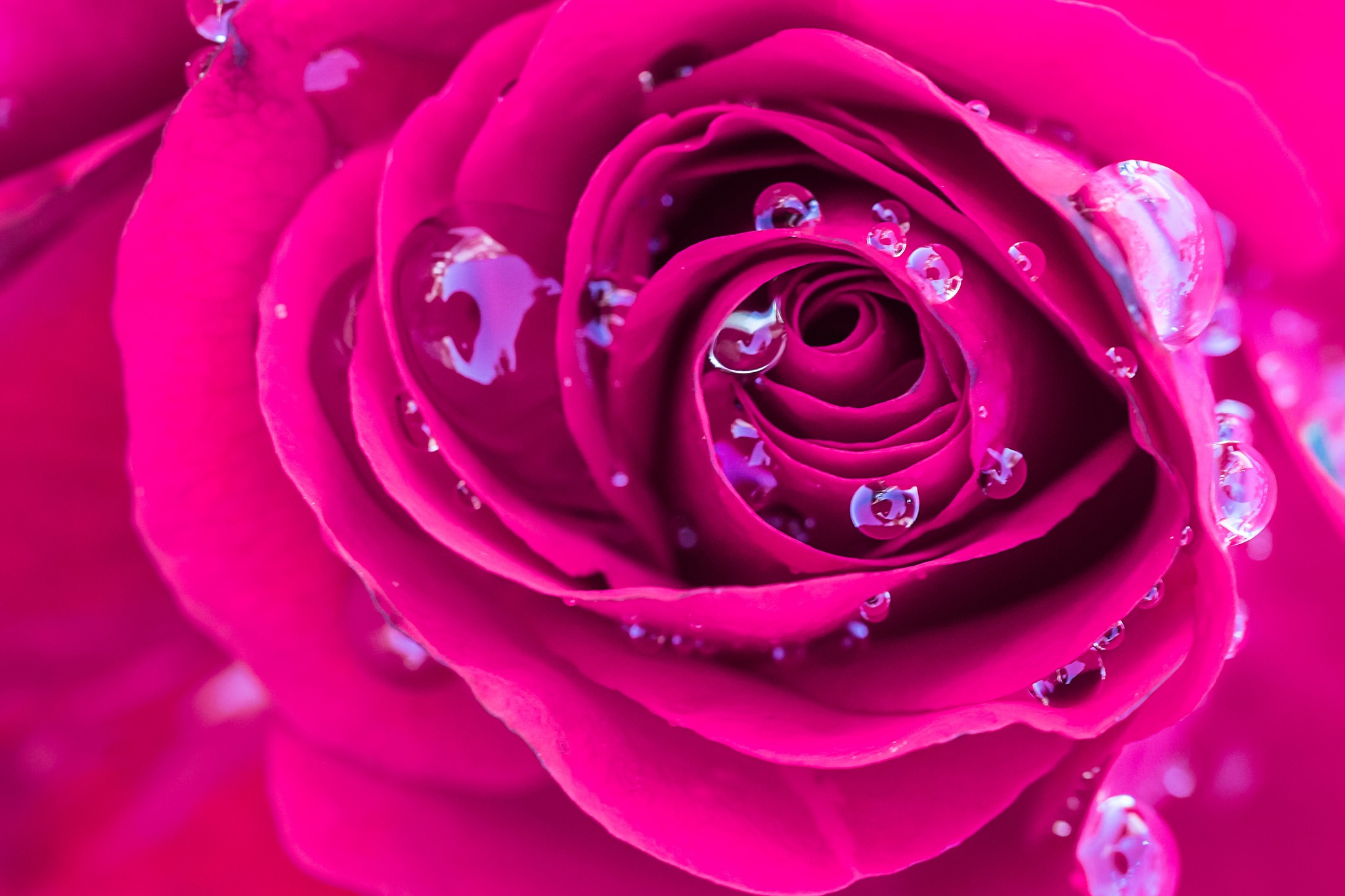 Baixe gratuitamente a imagem Flores, Rosa, Flor, Macro, Flor Rosa, Terra/natureza, Gota De Água na área de trabalho do seu PC