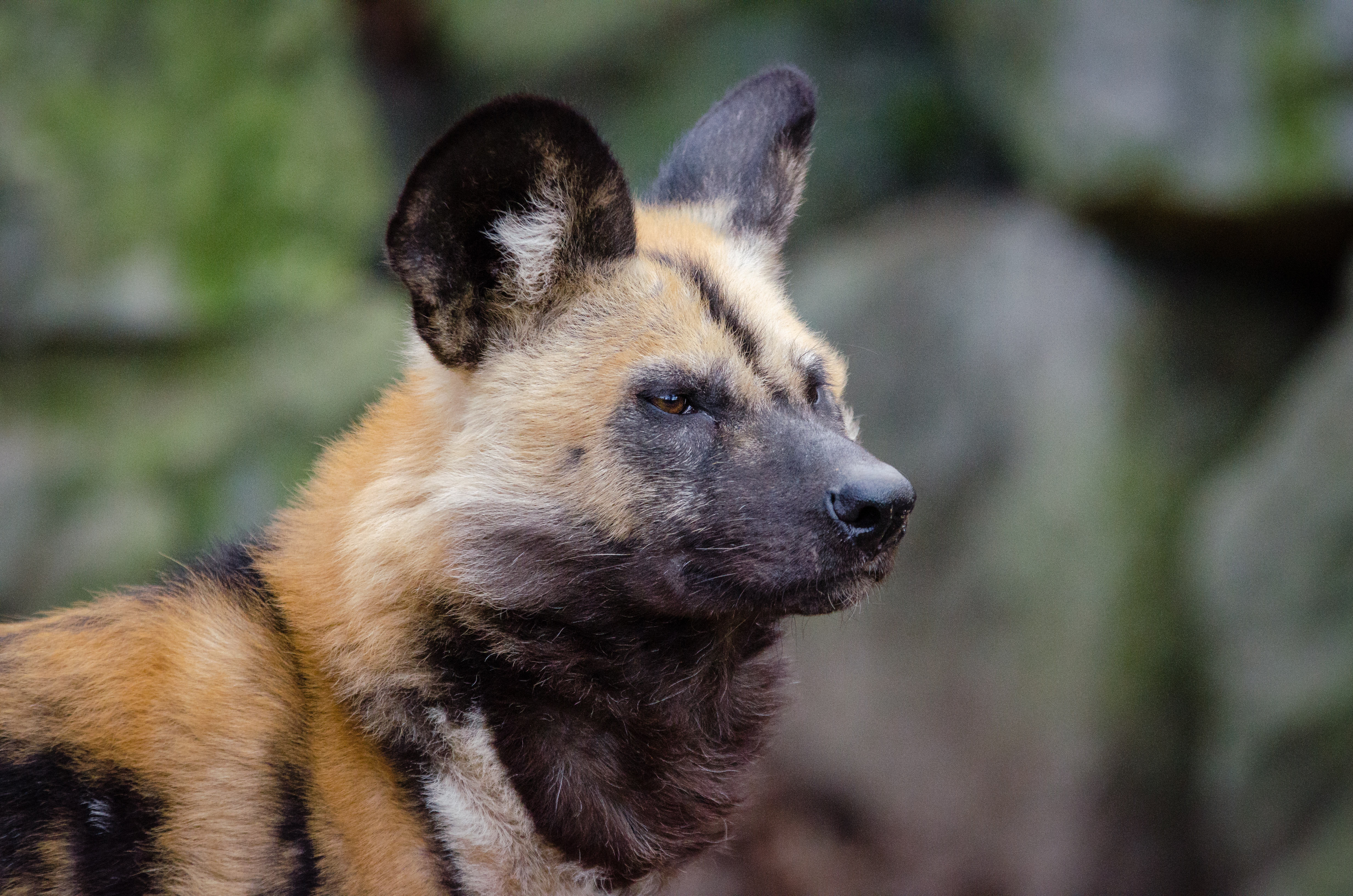 Die besten Hyäne Hund-Hintergründe für den Telefonbildschirm