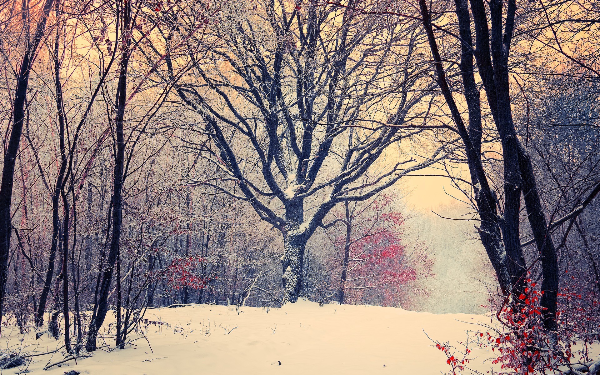 Baixar papel de parede para celular de Inverno, Terra/natureza gratuito.