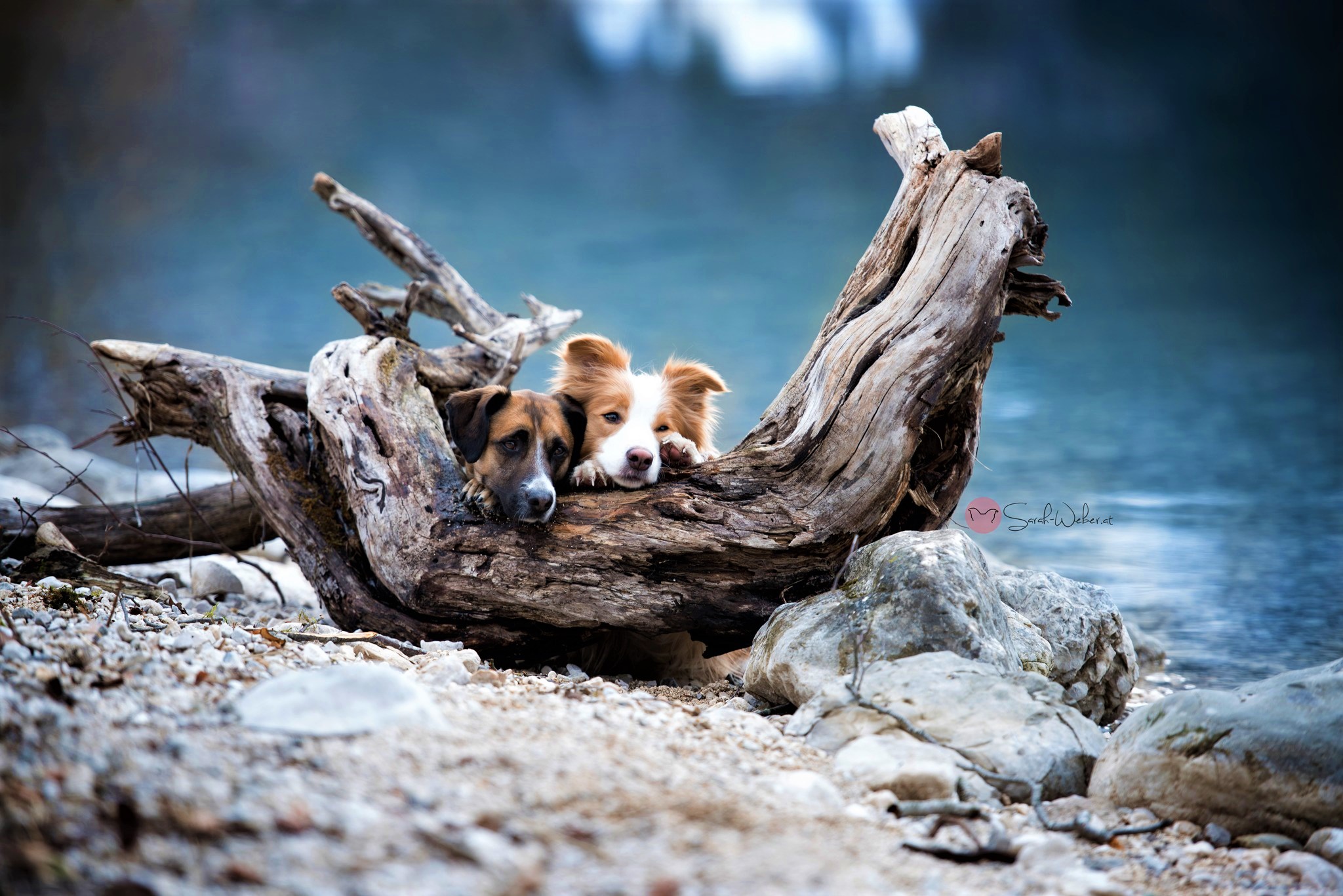 Download mobile wallpaper Dogs, Dog, Animal, Driftwood for free.