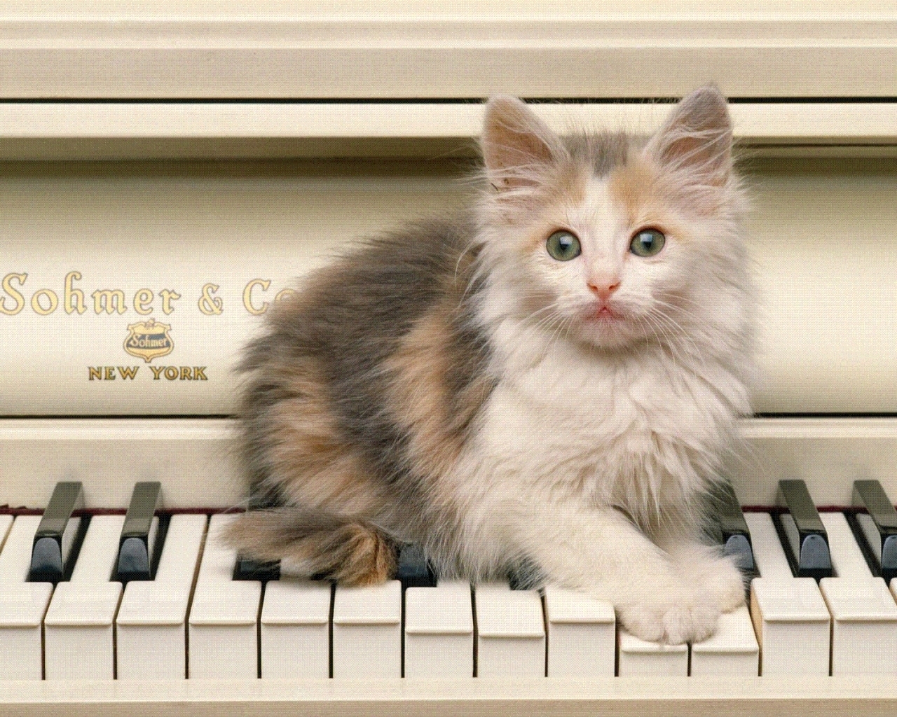 Download mobile wallpaper Animals, Cats, Music for free.