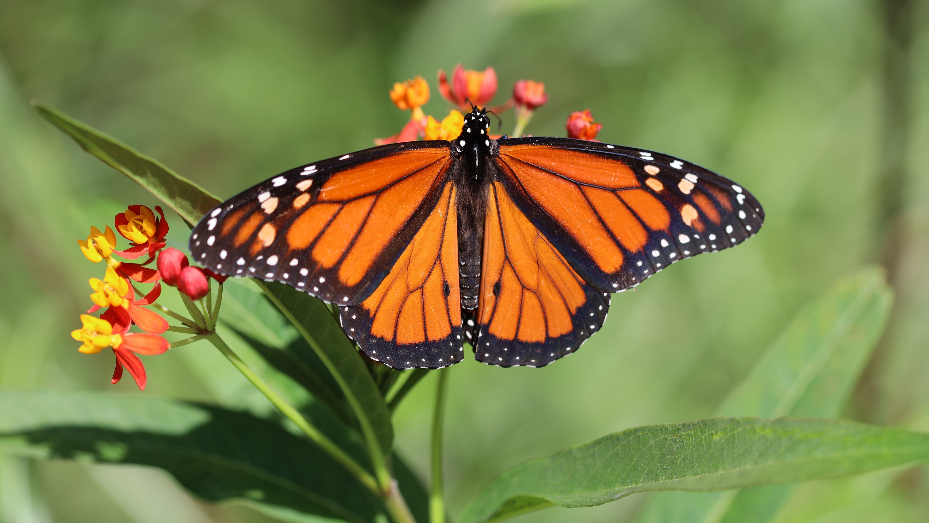 Download mobile wallpaper Butterfly, Animal for free.