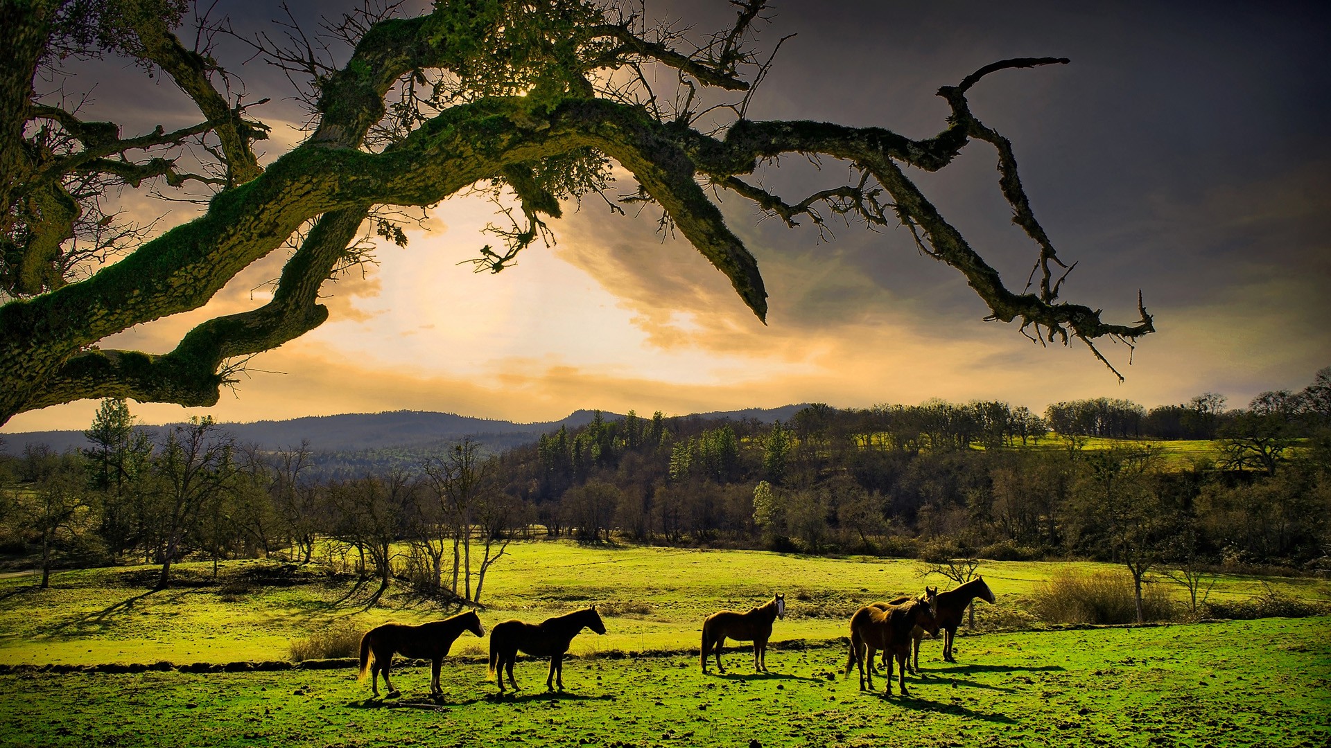 Free download wallpaper Landscape, Animal, Horse on your PC desktop