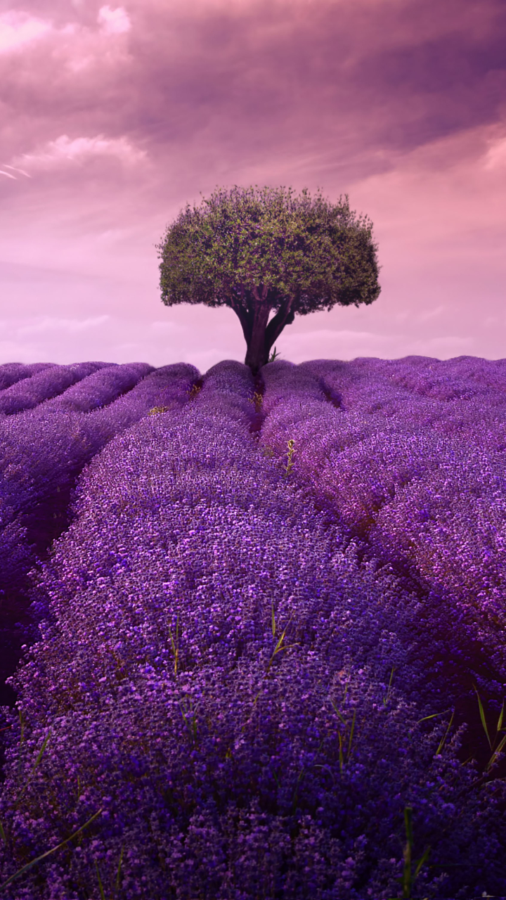 Download mobile wallpaper Nature, Flowers, Tree, Earth, Field, Cloud, Lavender for free.