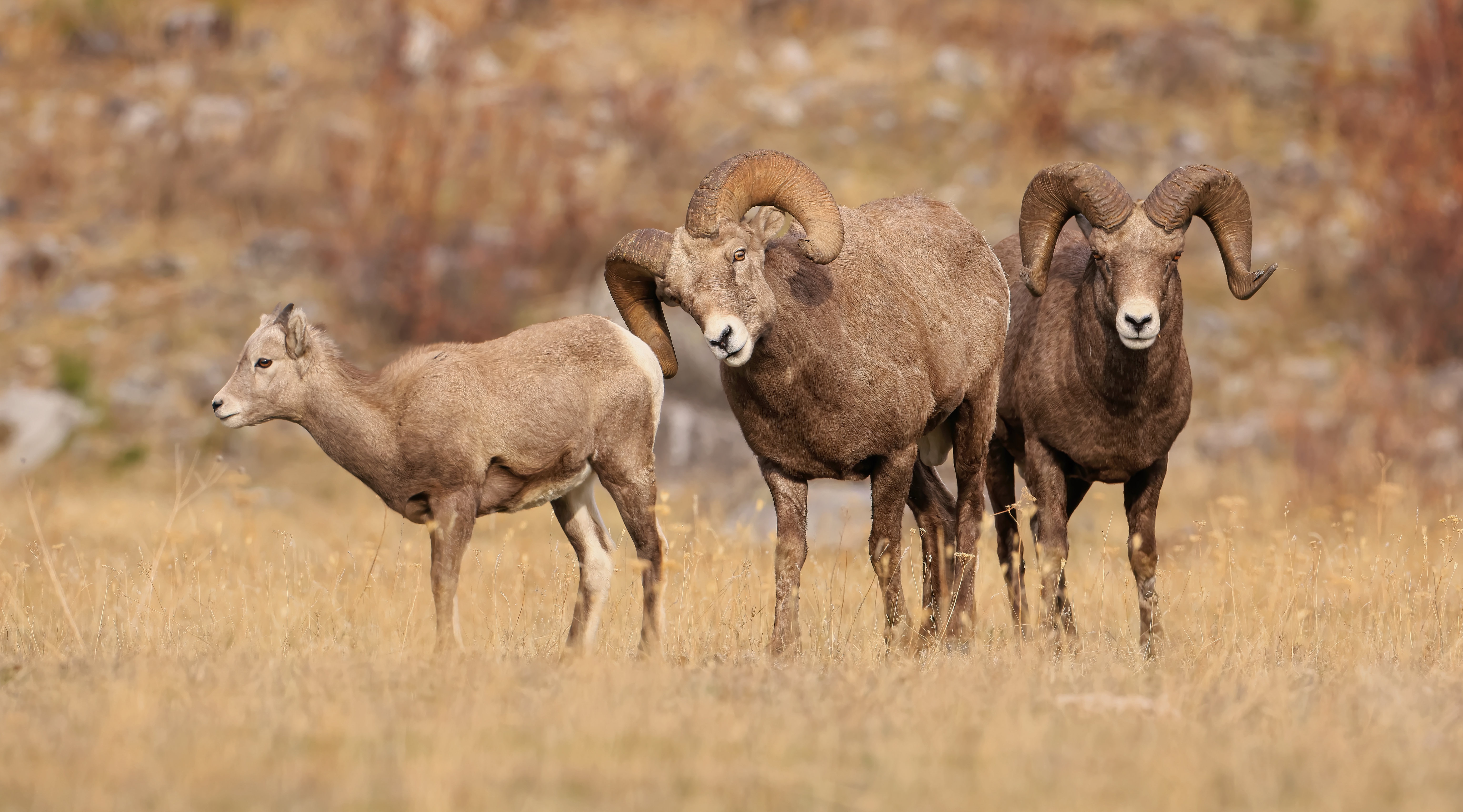 animal, bighorn sheep