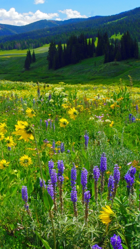 無料モバイル壁紙風景, 山, 花, 地球, 牧草地, 分野をダウンロードします。