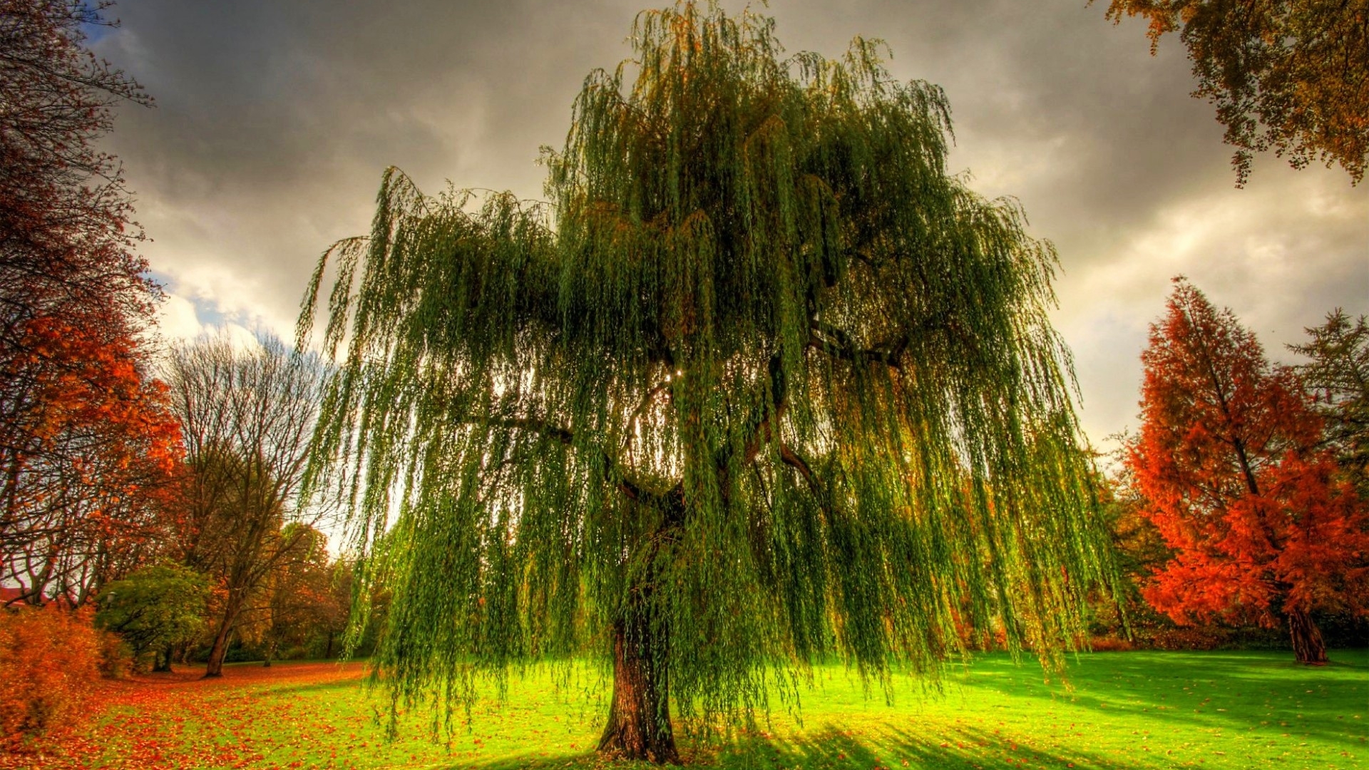 Téléchargez des papiers peints mobile Arbre, Terre/nature gratuitement.