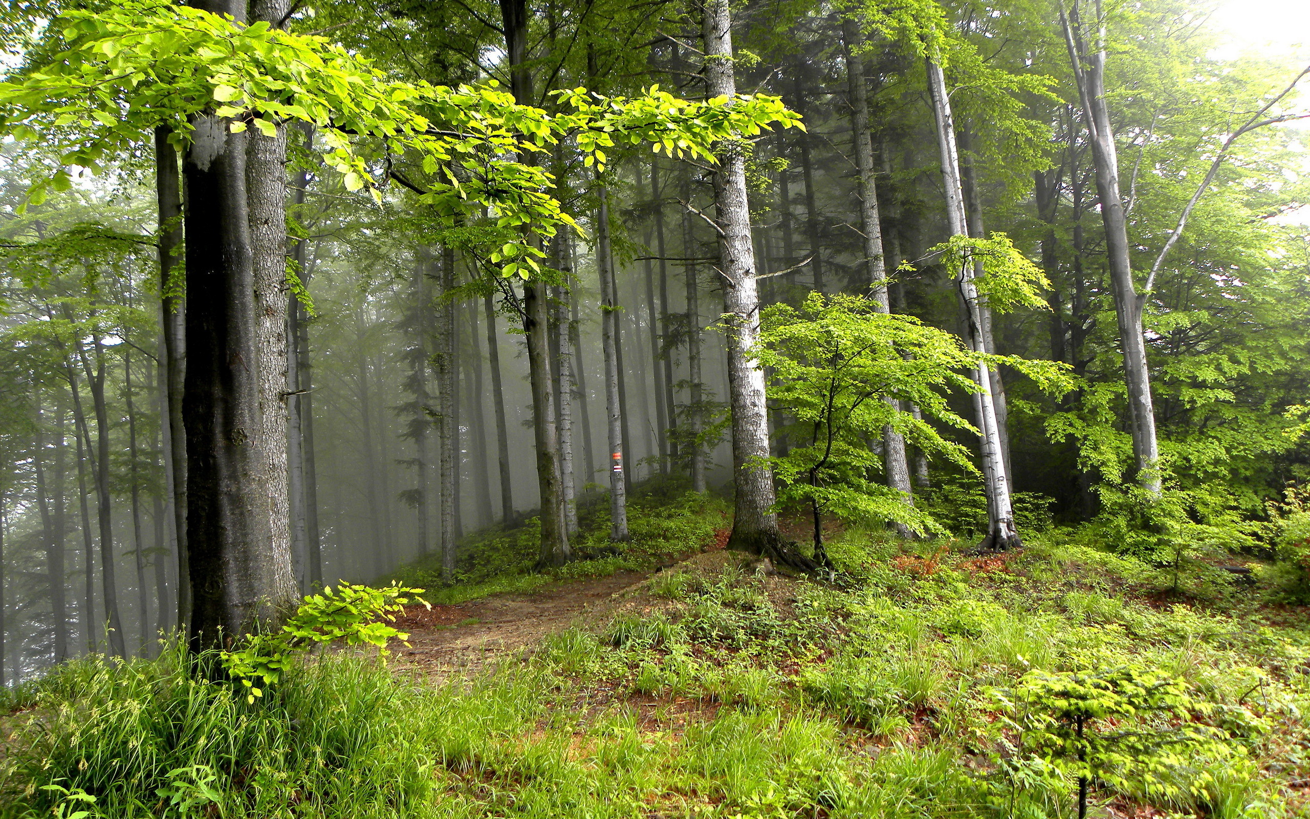 Descarga gratis la imagen Bosque, Niebla, Tierra/naturaleza en el escritorio de tu PC