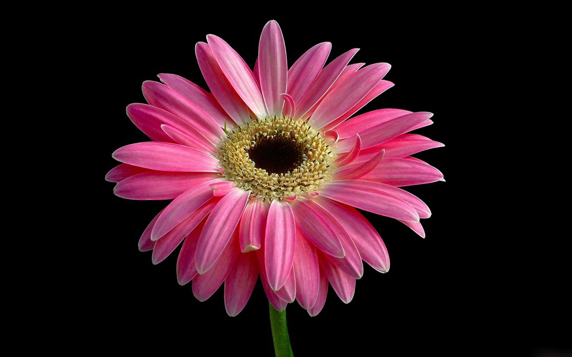 Download mobile wallpaper Nature, Flowers, Flower, Close Up, Earth, Gerbera, Daisy, Pink Flower for free.