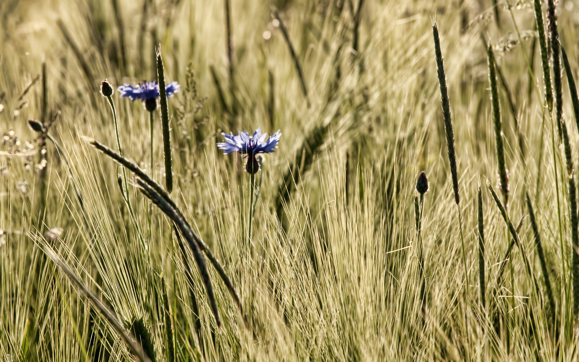 Download mobile wallpaper Grass, Flower, Earth for free.