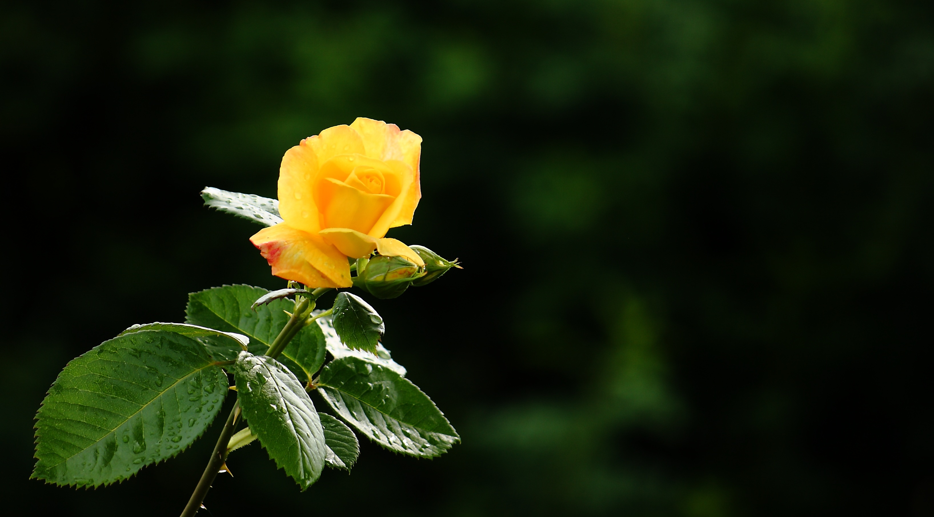 Téléchargez des papiers peints mobile Tige, Fleurs, Bourgeon, Drops, Pétales, Fleur, Rose, Une Rose gratuitement.