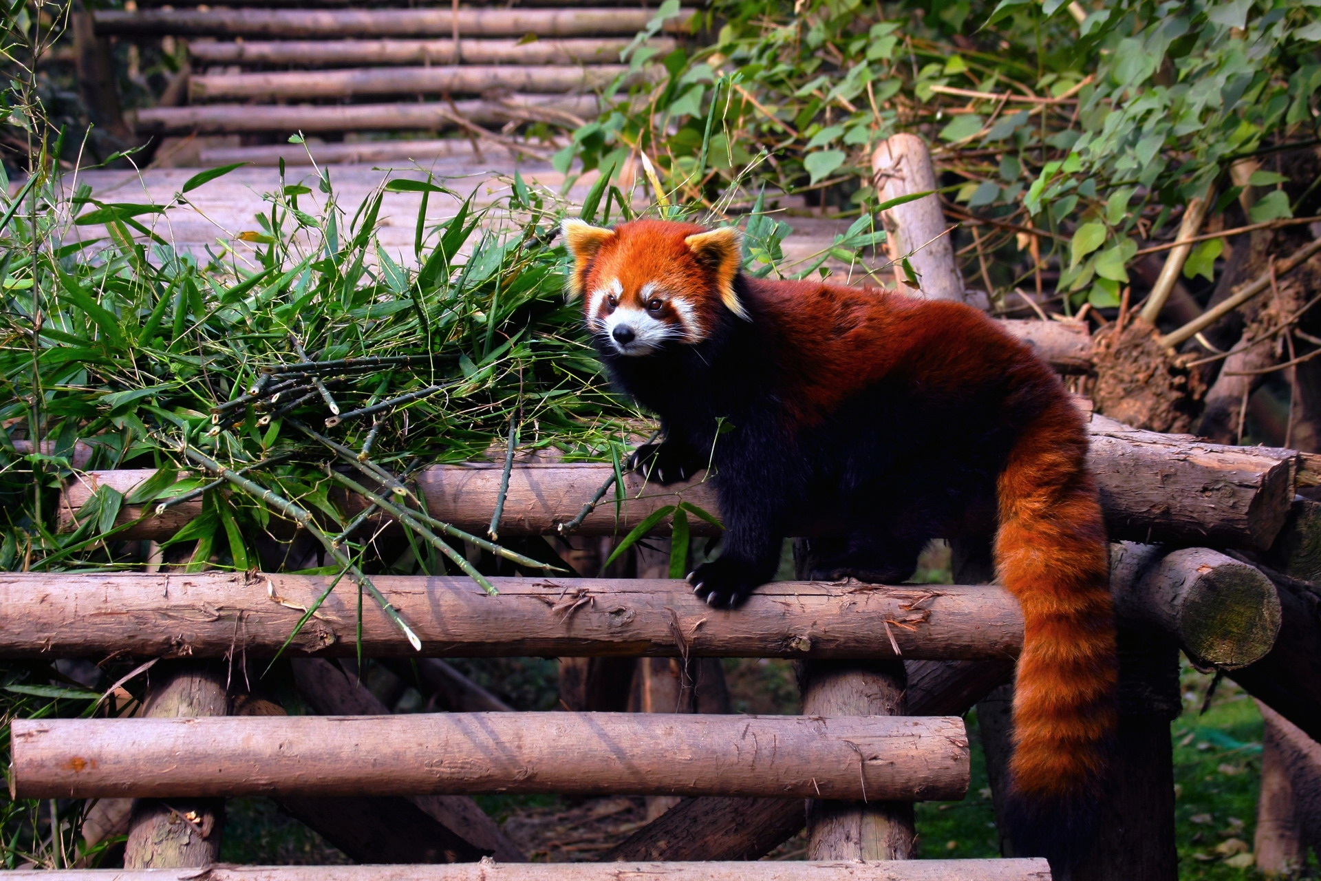 90029 скачать картинку красная панда, животные, листья, лестница, строение, лазать - обои и заставки бесплатно